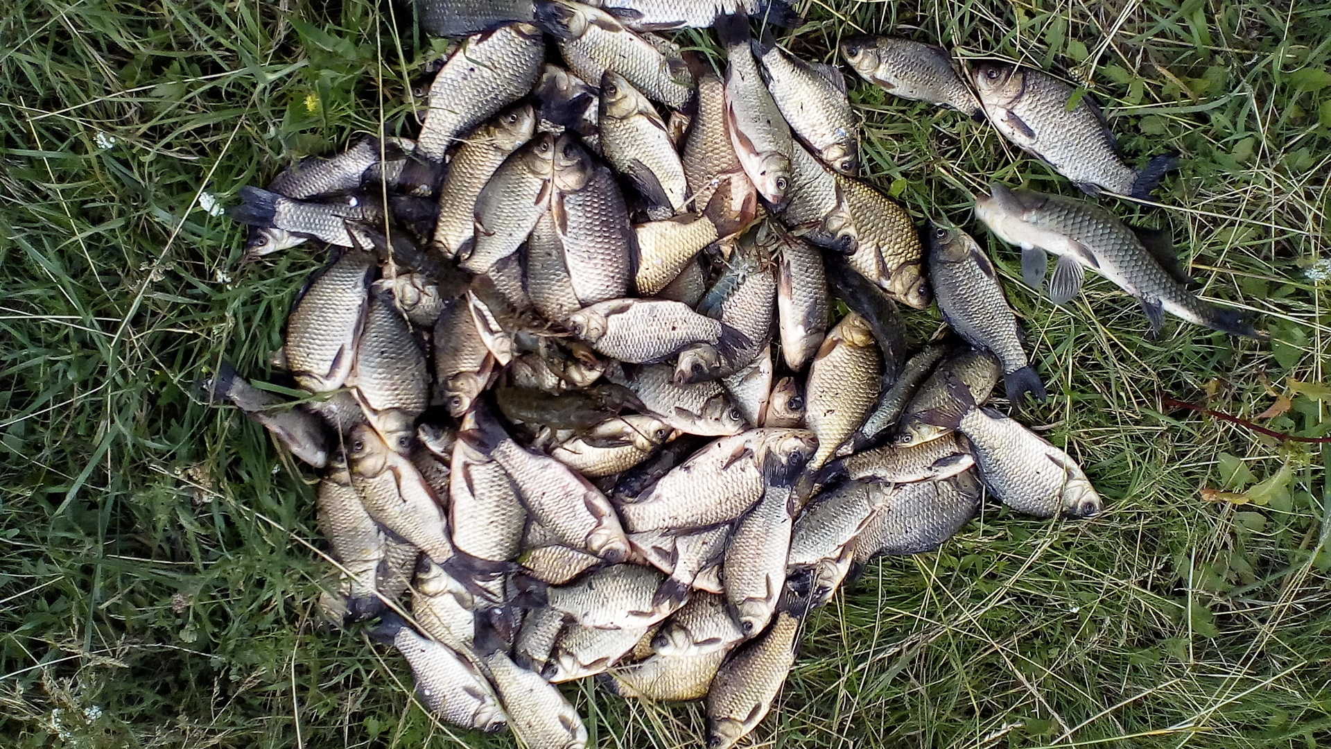 Карагайкуль озеро рыба