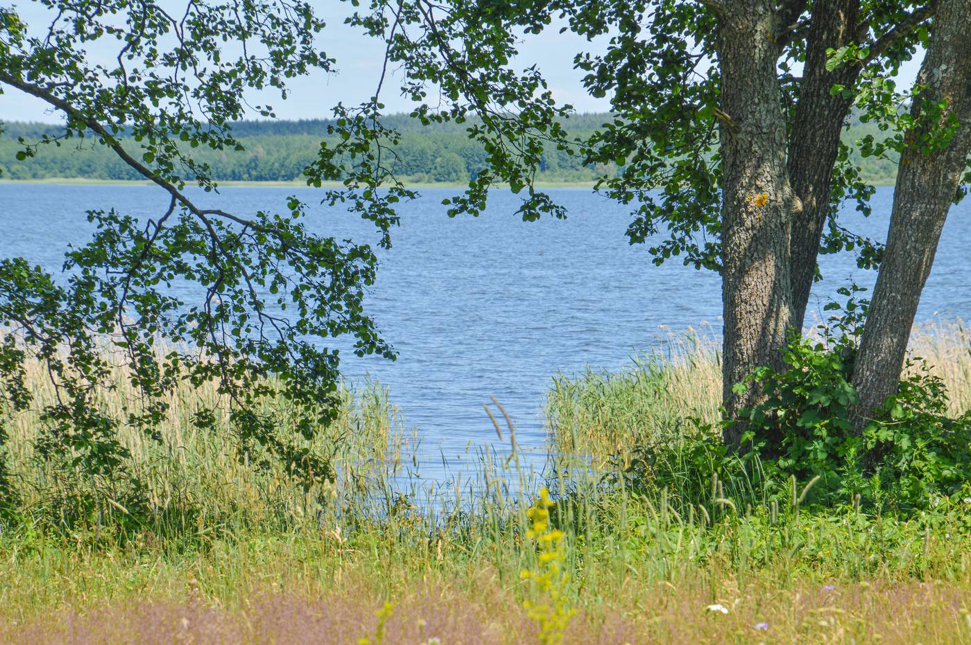 Свирь озеро Беларусь берег из мха