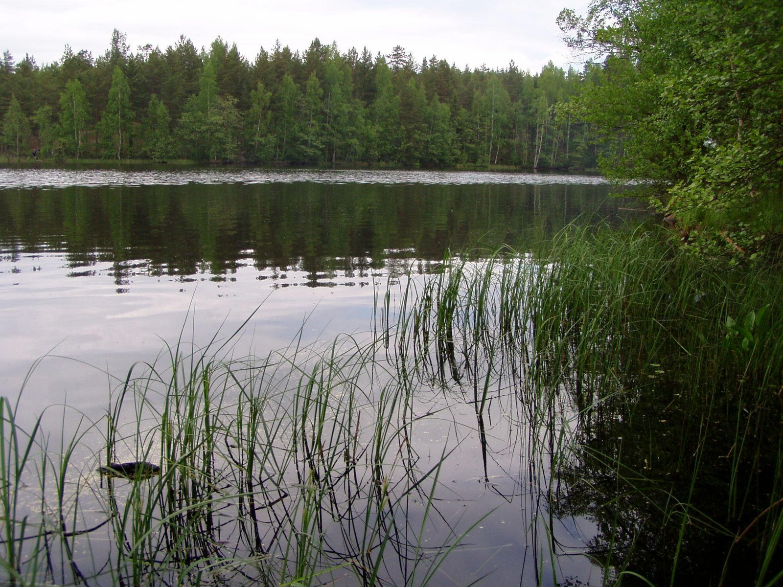 Полянское озеро Ленинградская область рыбалка
