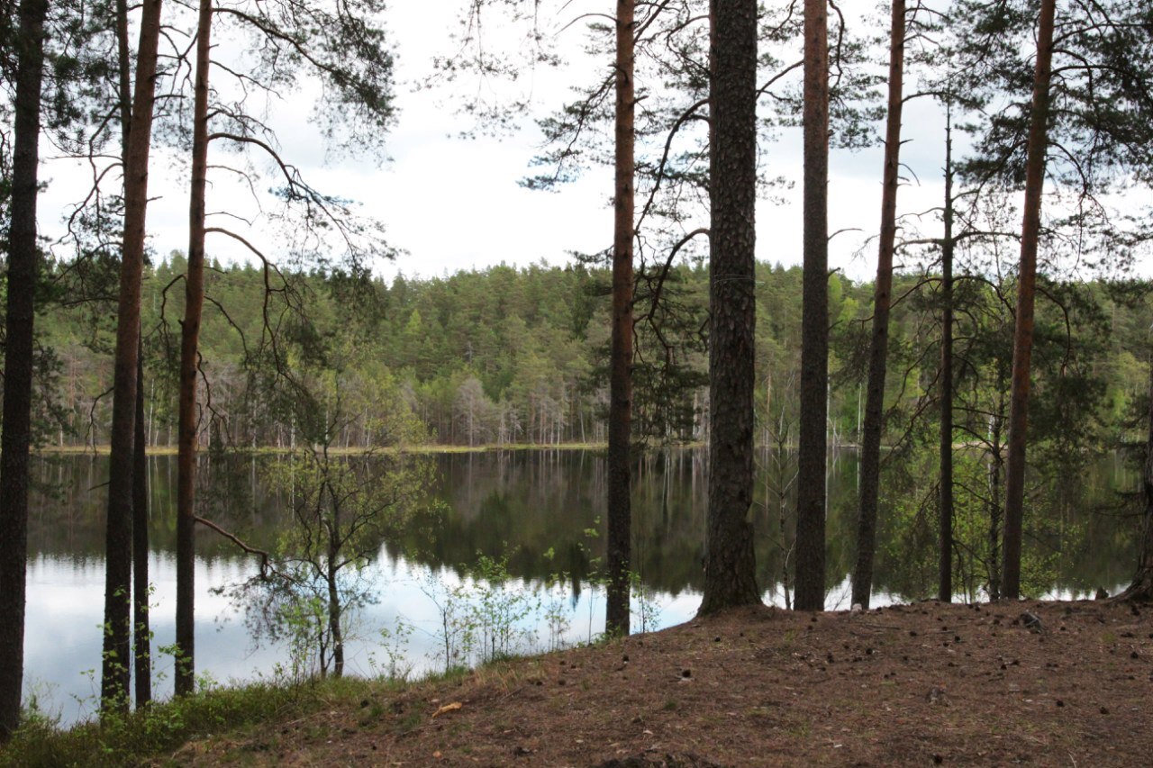 Гладышевское озеро Ленинградская область рыбалка