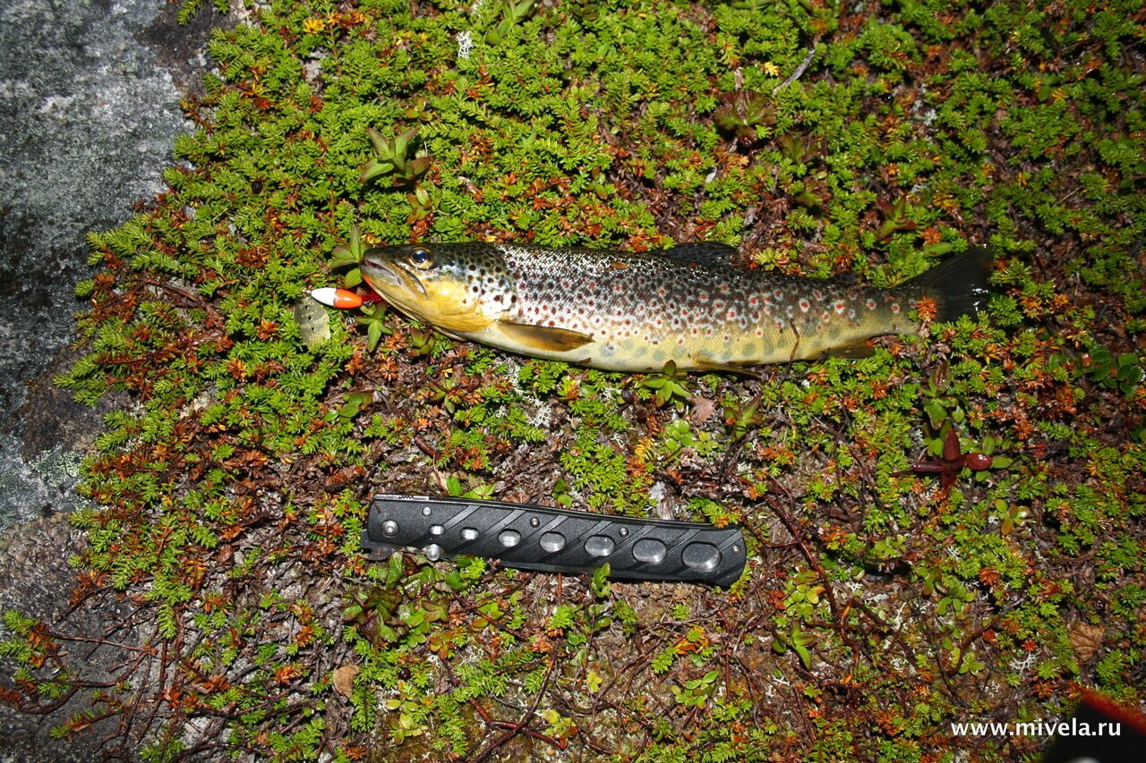 Рыбалка в Финляндии форель Озёрная