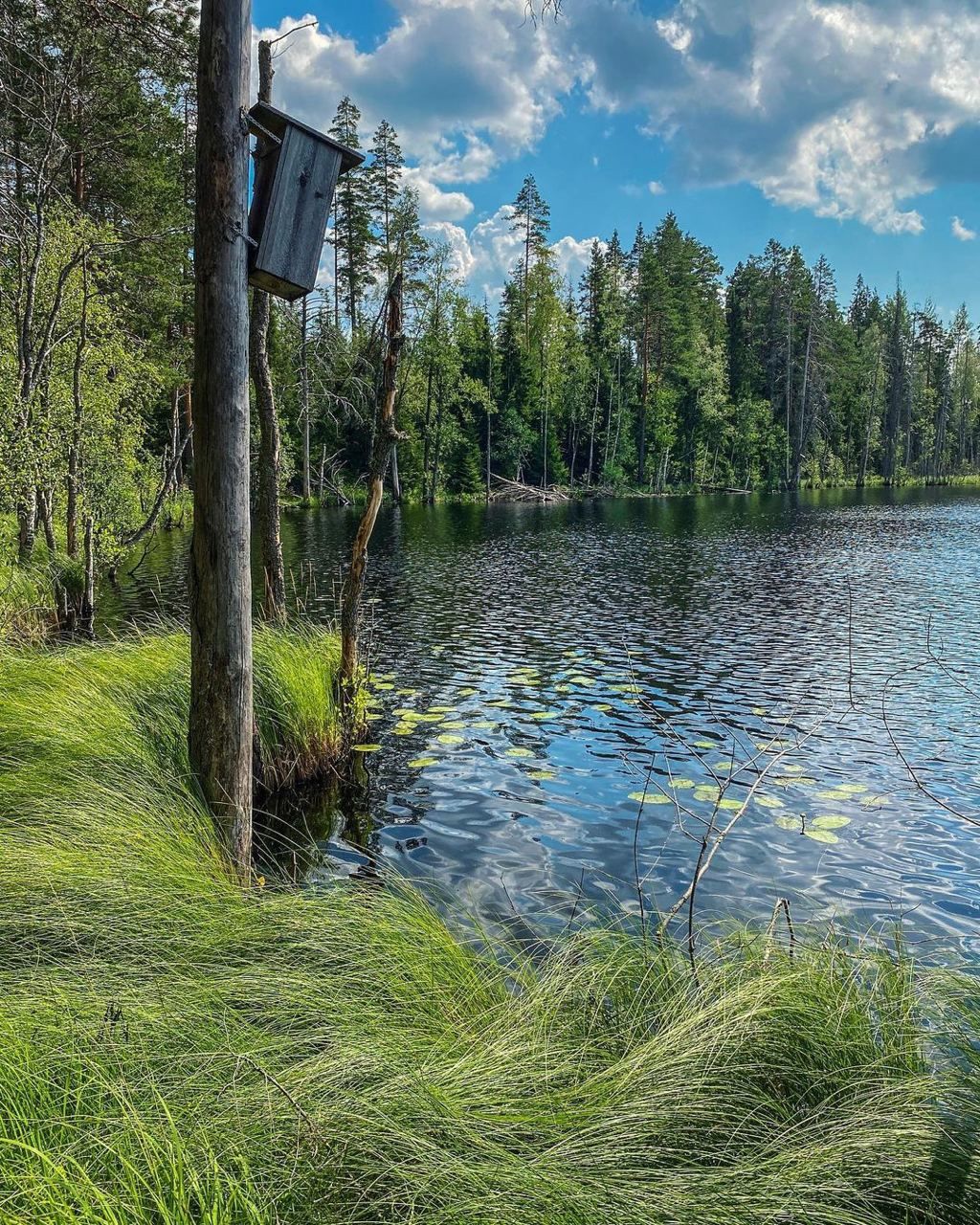 Щучье озеро в Ленинградской области
