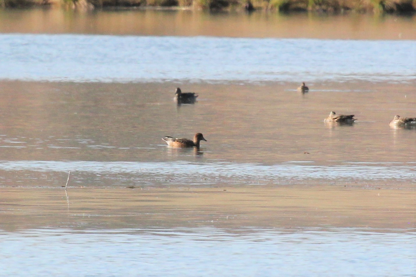 Перелетные птицы на Теньгинском озере фото