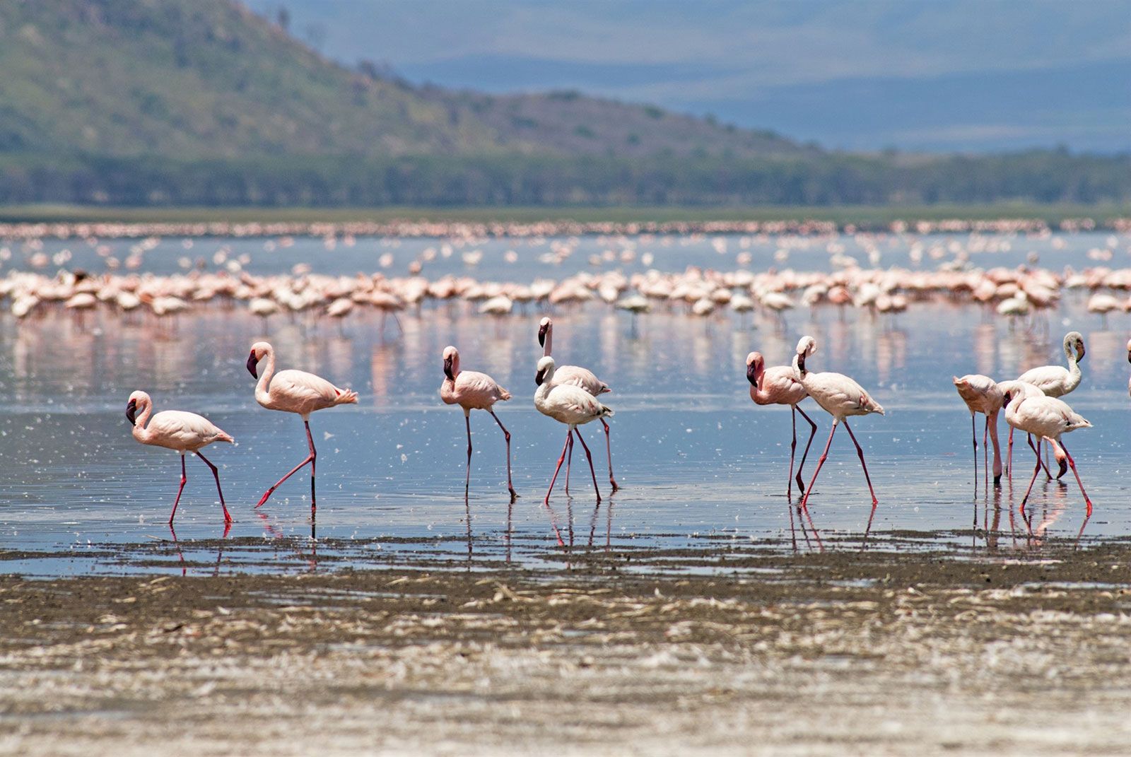Озеро Фламинго в Африке
