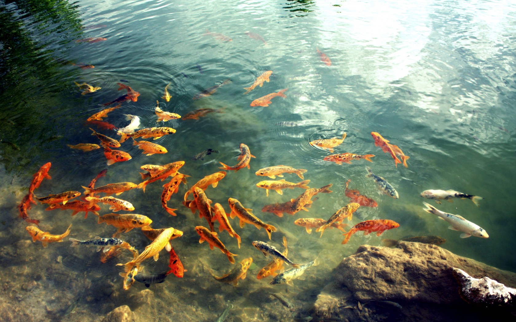 Рыбы в озере