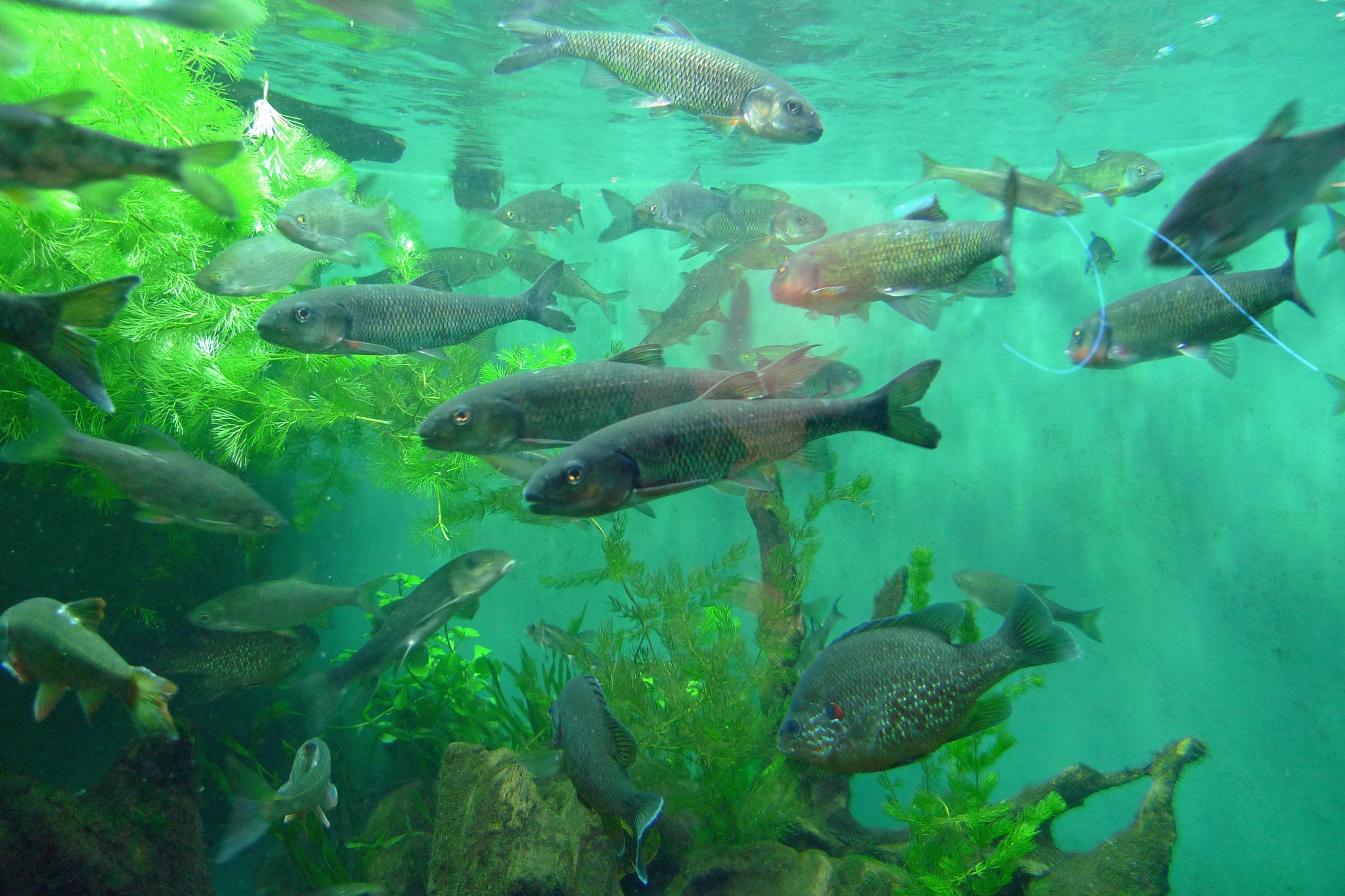 Какие рыбы плавают на поверхности. Ихтиофауна Ладожского озера. Рыбы Ладожского озера. Рыбы под водой. Рыбки в озере.