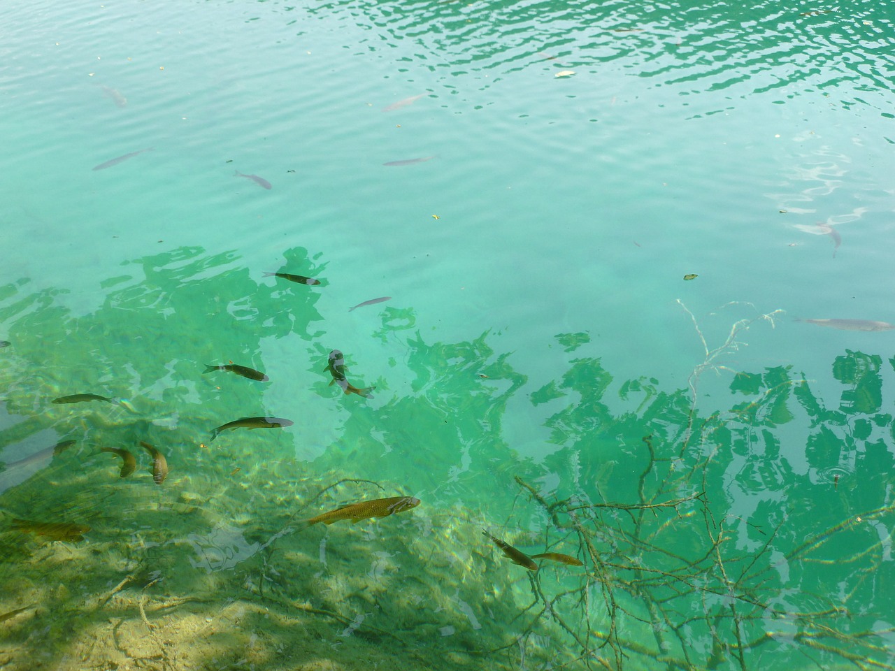 Красное озеро рыба. Рыба в озере. Озёрная зелёная рыба. Зеленая рыба озера. Прозрачное озеро с рыбками.