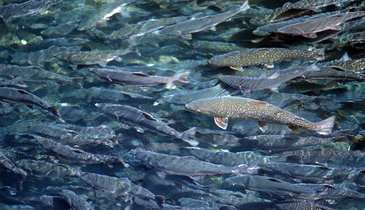 виды рыб каспийского моря