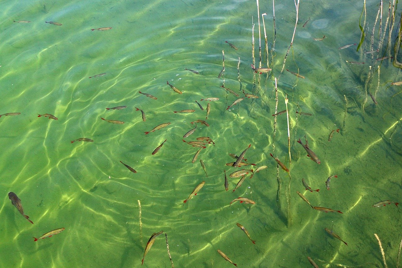 Стая рыб в озере