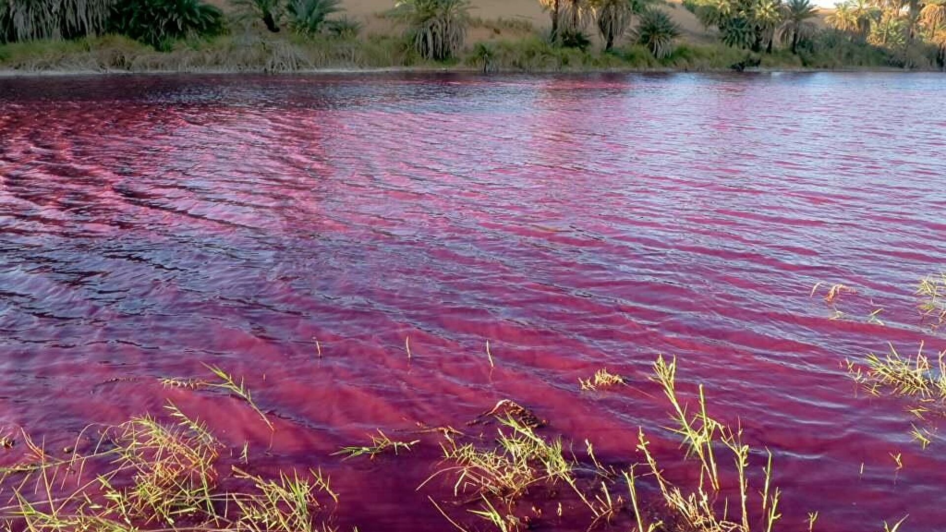 Кровавое озеро в Ираке