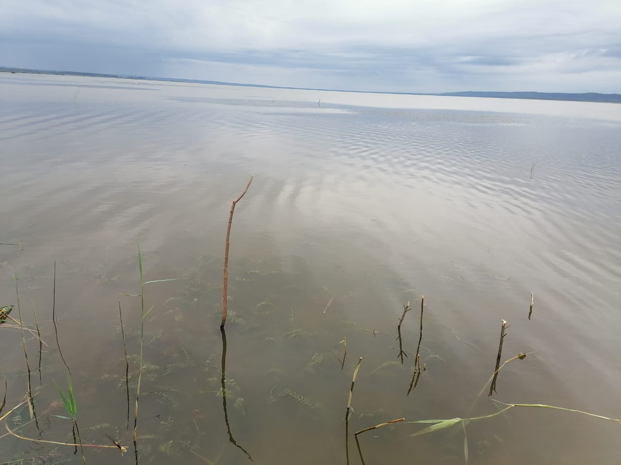 Гибнущее озеро. Рыбалка на Галичском озере Костромской области. Галичское озеро Кострома. Галичское озеро рыбалка. Галичское озеро фото.