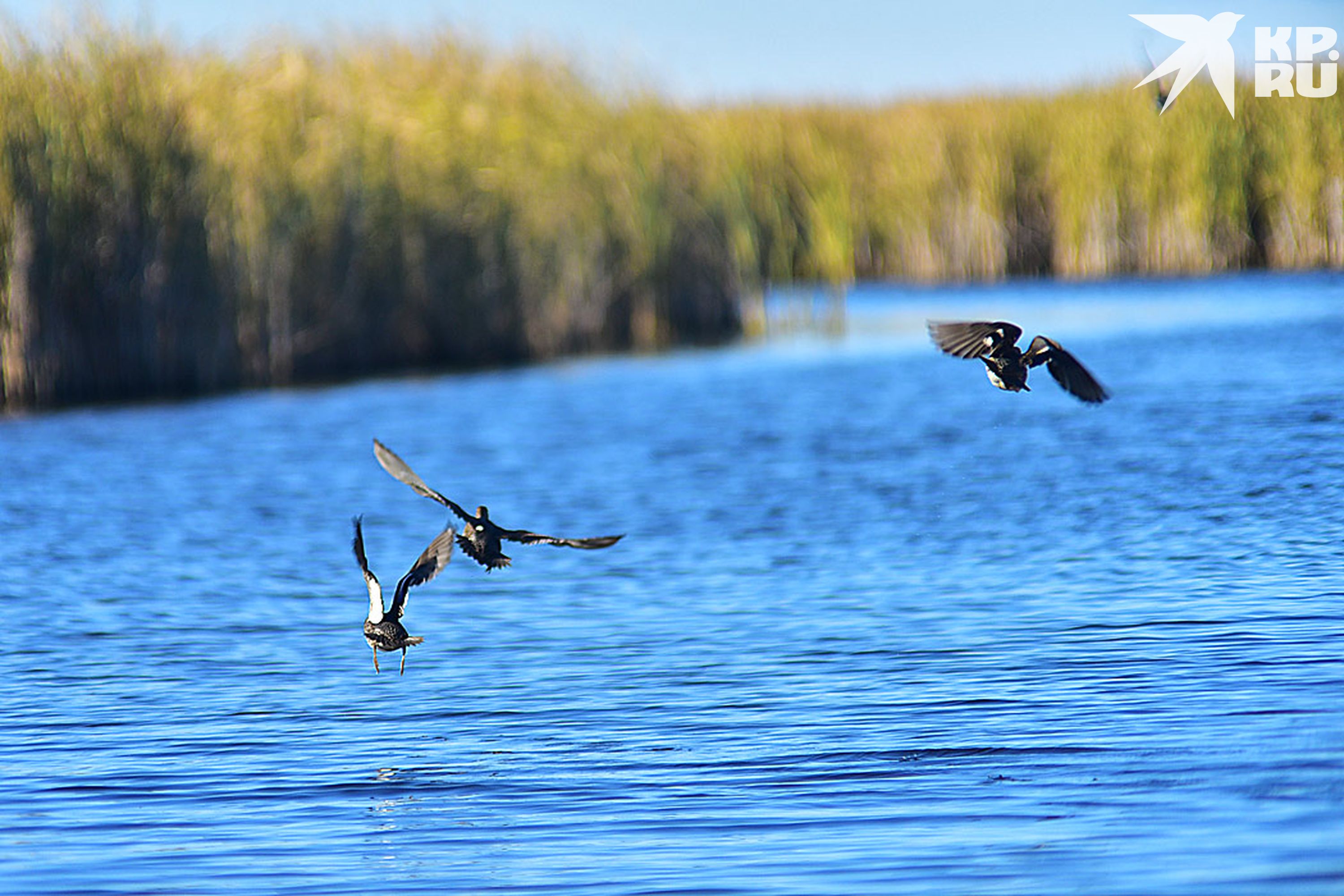 Озеро Чаны птицы