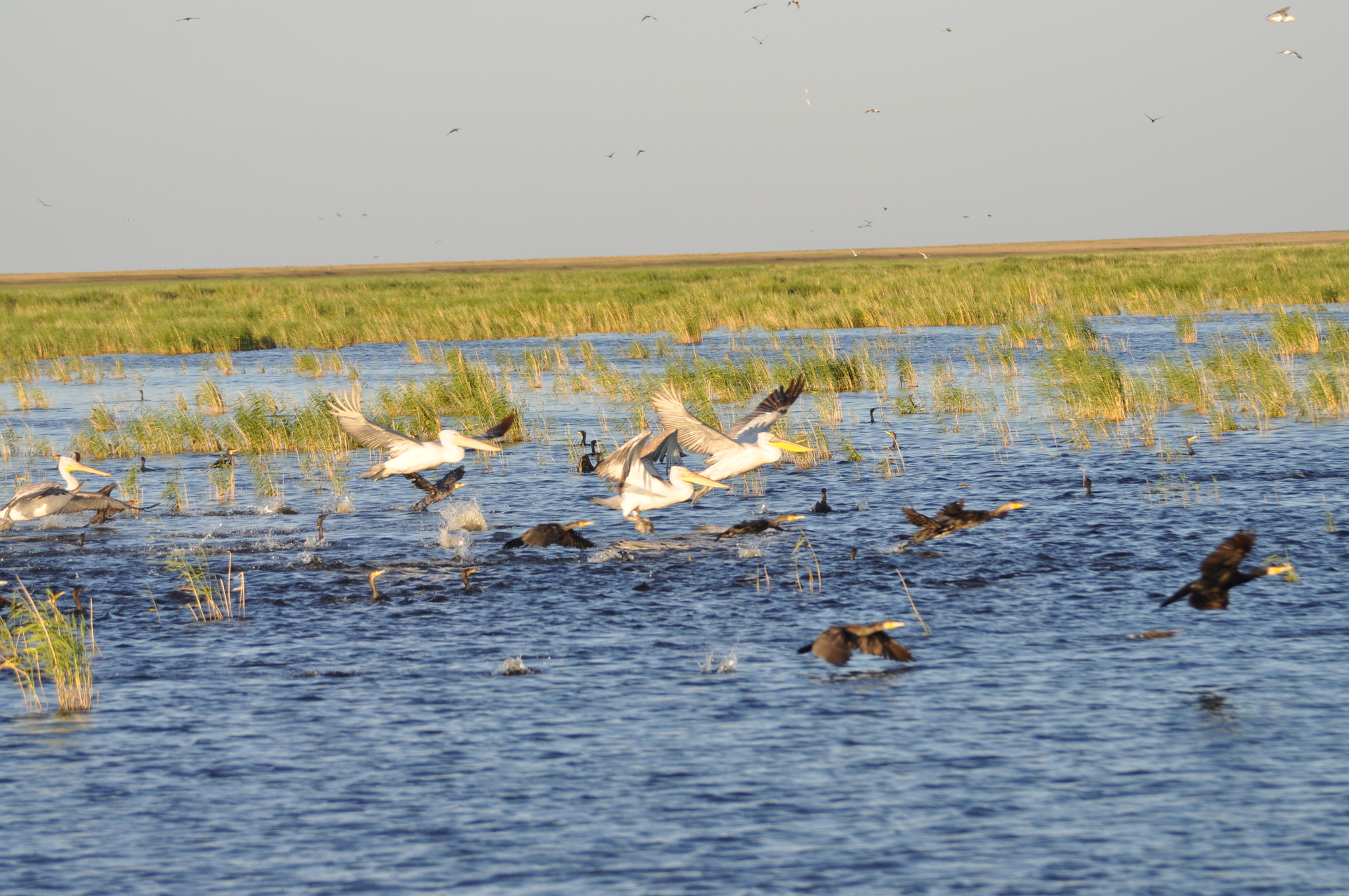 Озеро Чаны птицы