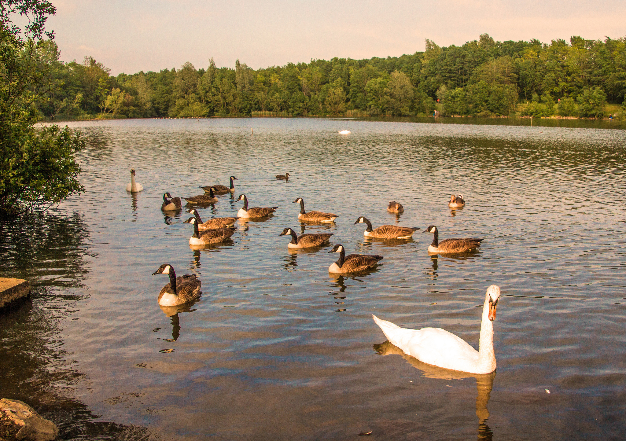 Озеро на речке гусь. Утиное озеро. Озеро с утками. Птицы на пруду. Утки на озере.