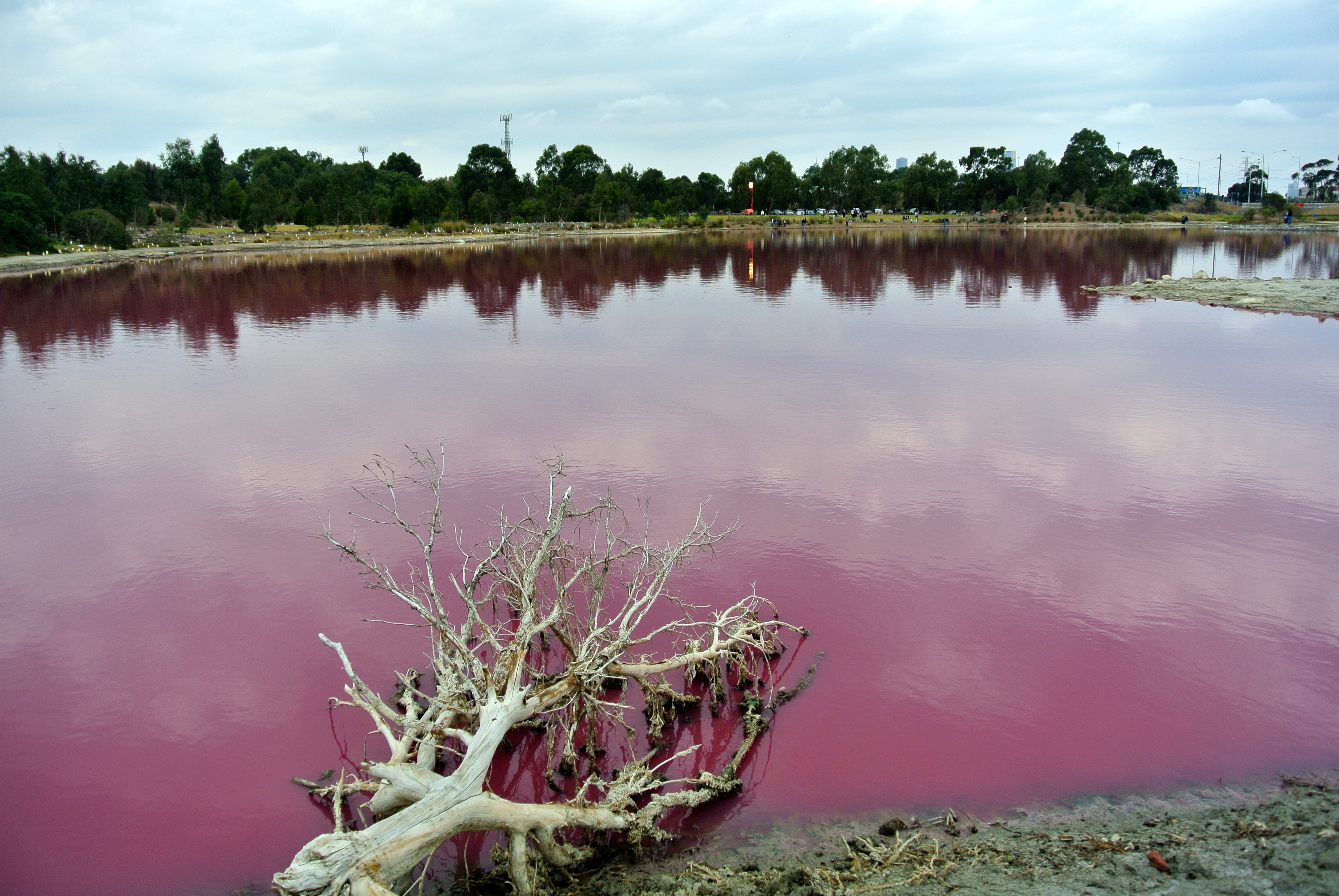 Озеро розового цвета
