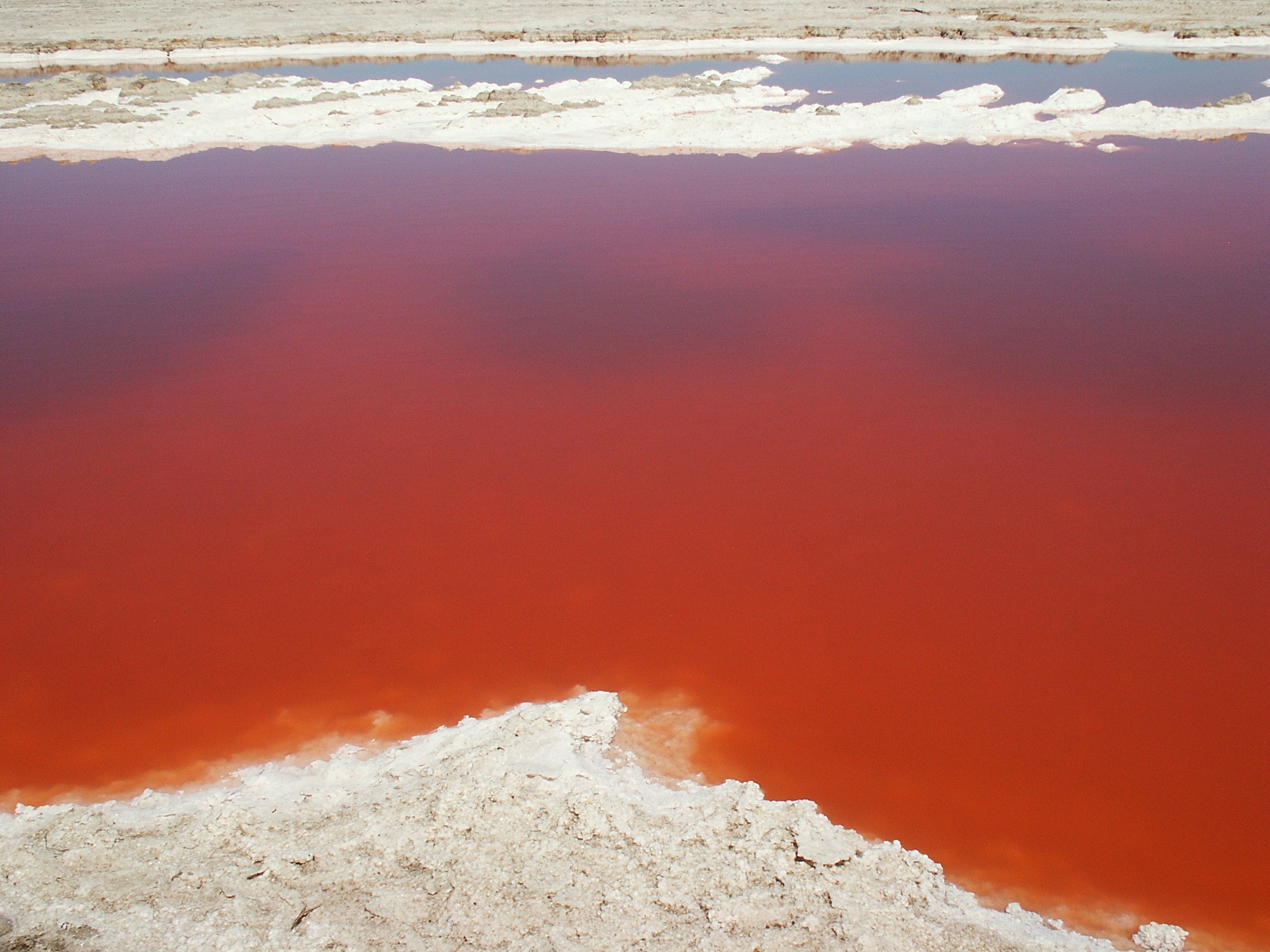 Погода в красной воде. Водоросль Дуналиелла солоноводная Dunaliella Salina. Дуналиелла солоноводная фото. Красное озеро. Красный водоем.