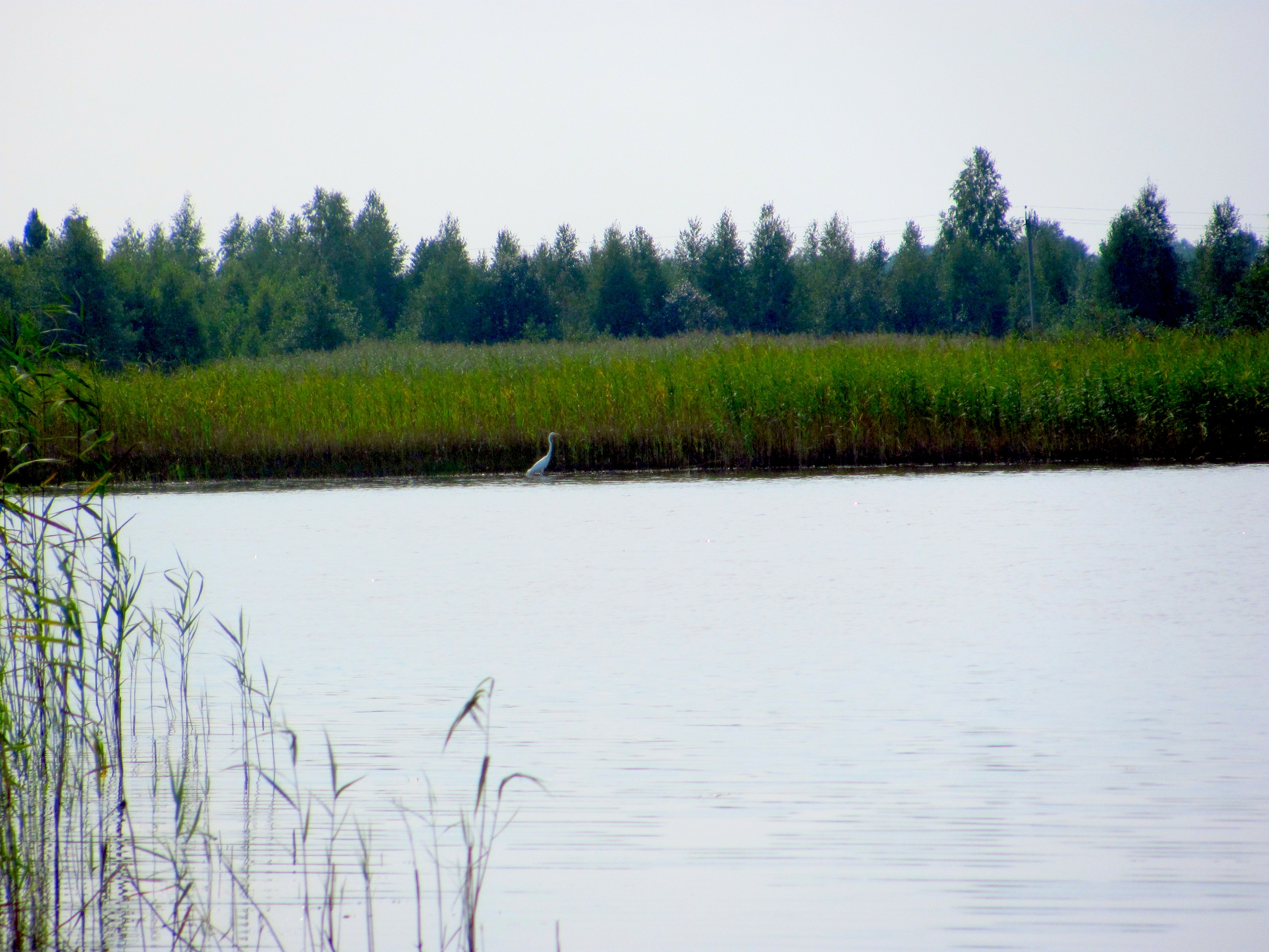 Озеро луко Новгородской области