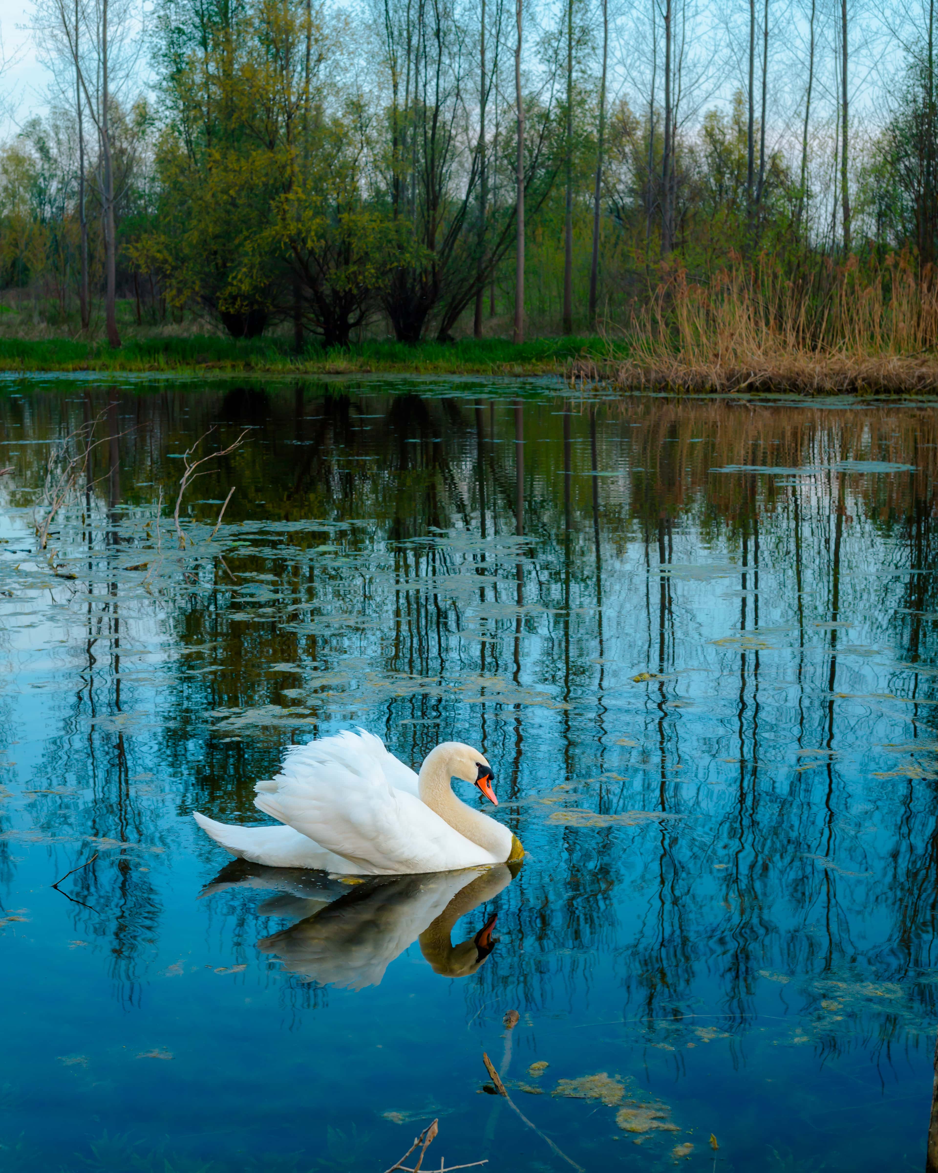 Белые лебеди на озере. Озеро Лебединое Приозерский район. Красивая природа с лебедями. Лебеди на озере. Птицы на озере.