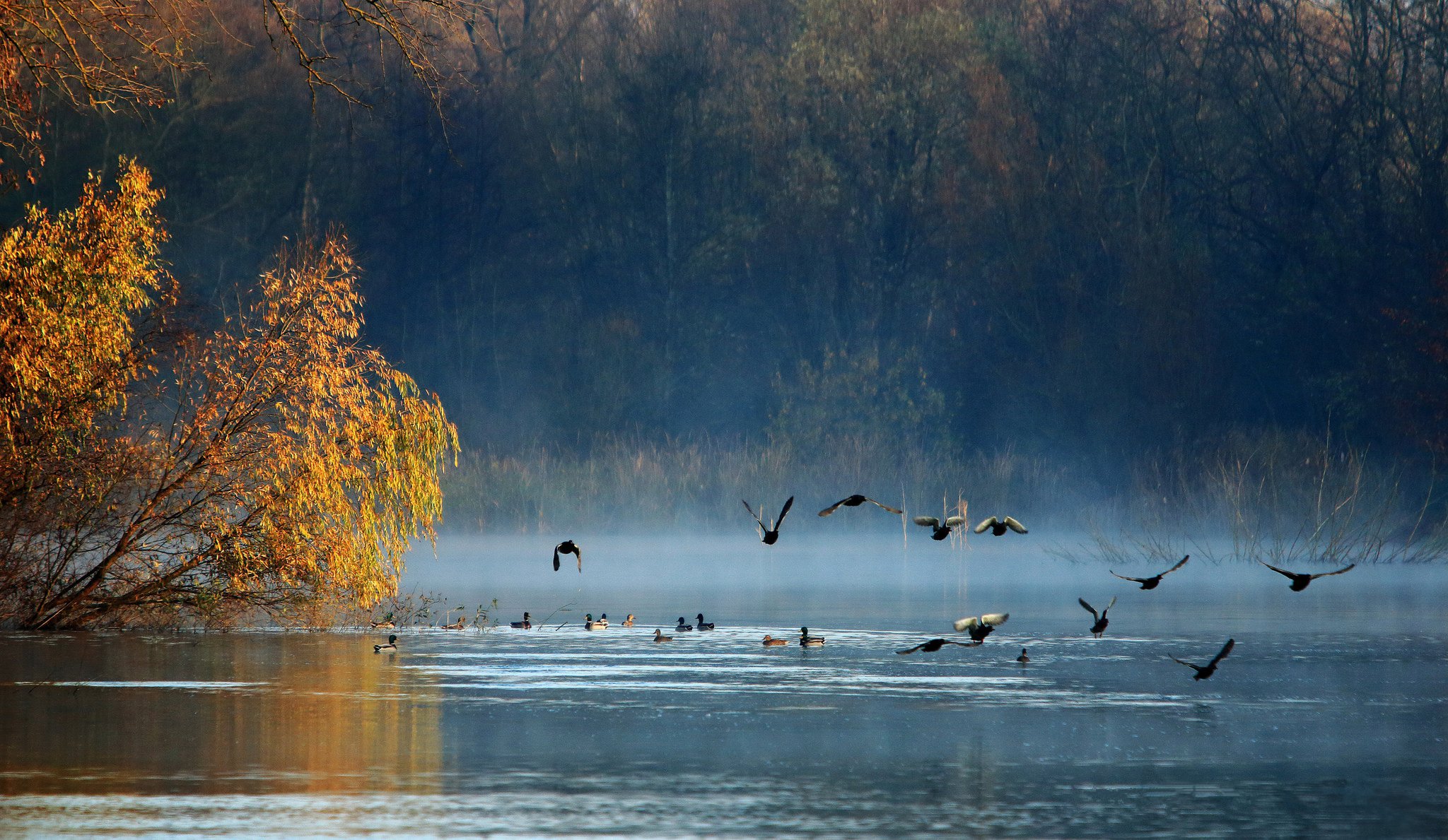 Осенний лес и озеро с утками