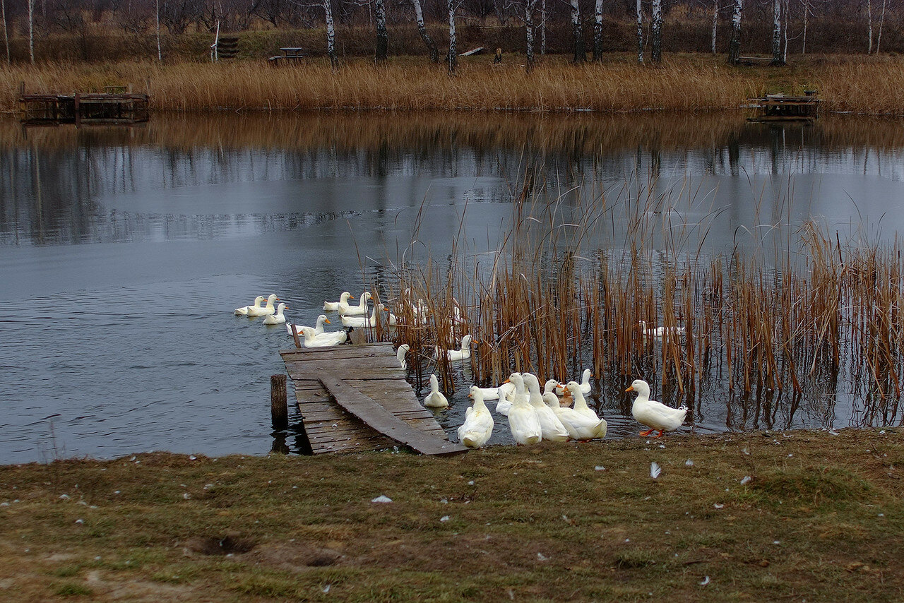 Озеро утиное Калининградская область
