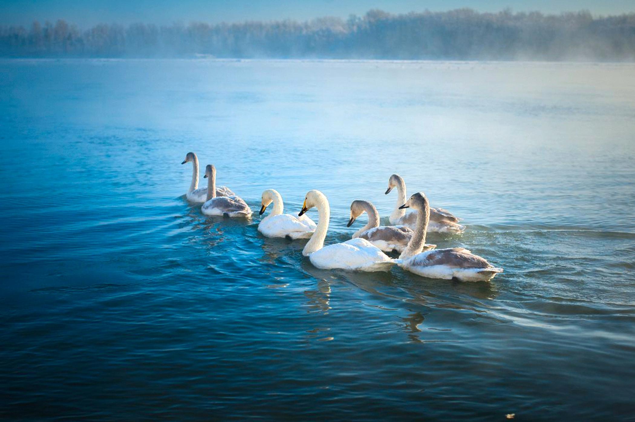 советское лебединое озеро