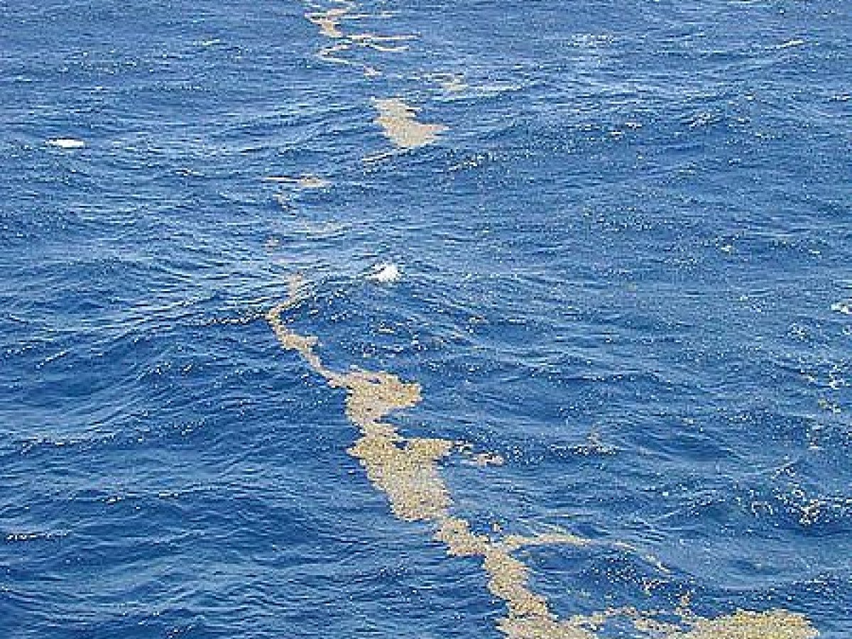 Саргассово море вид