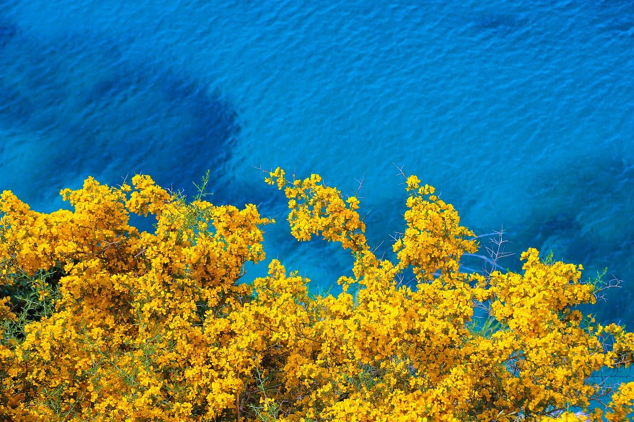 Жёлтое море растительный мир