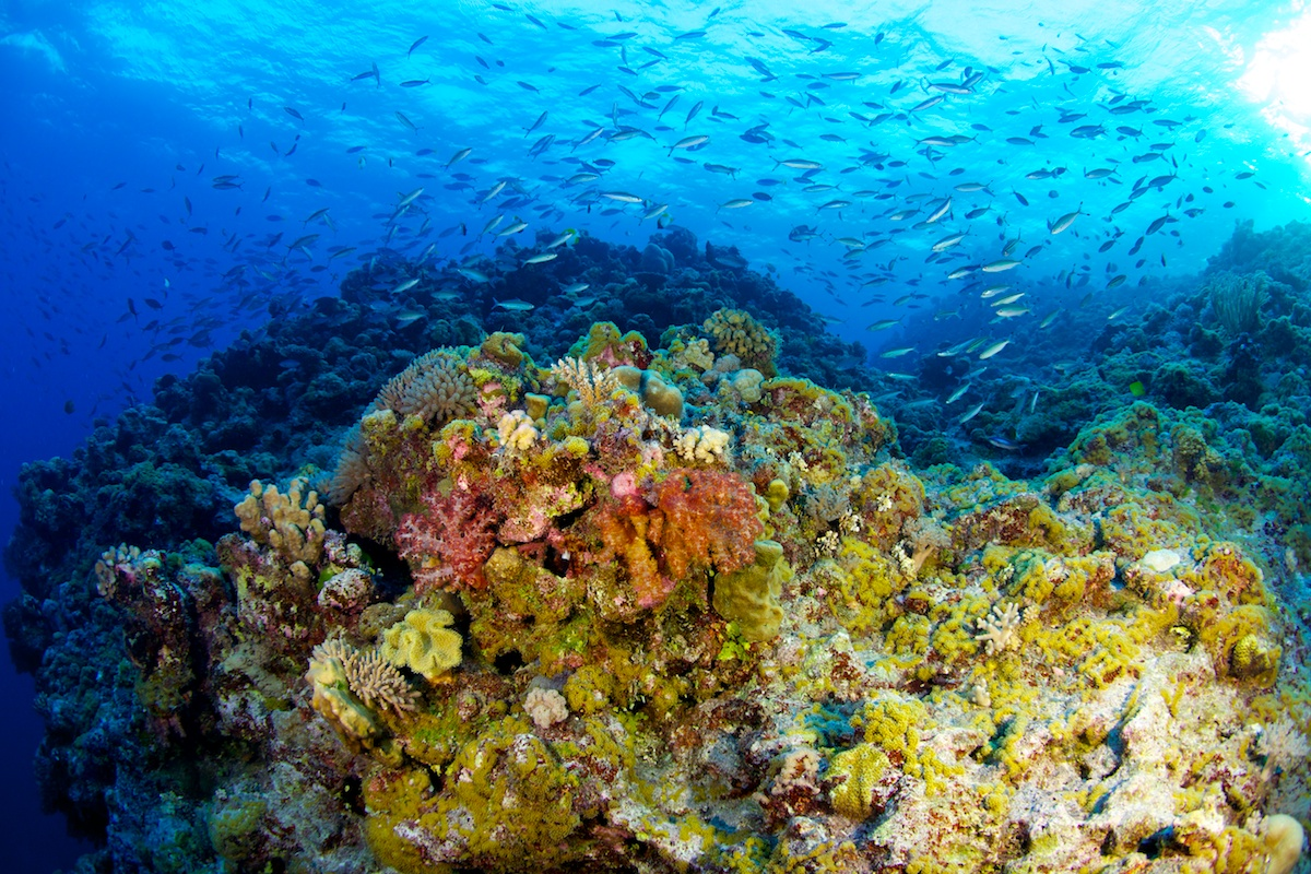 Coral more. Большой Барьерный риф в тихом океане. Большой Барьерный риф Австралия. Коралловое море Барьерный риф. Австралия Барьерный риф кораллы.