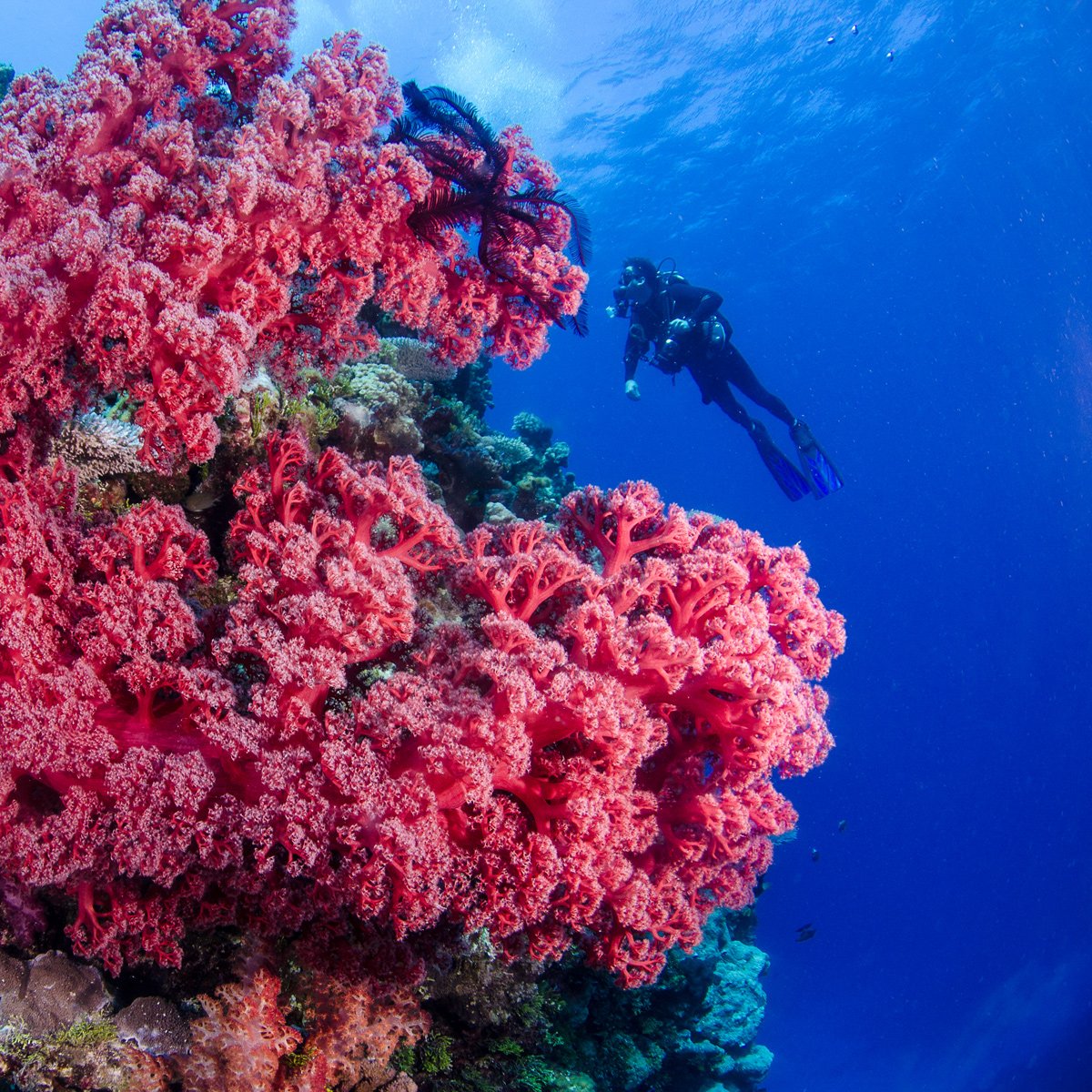 Таити коралловые рифы