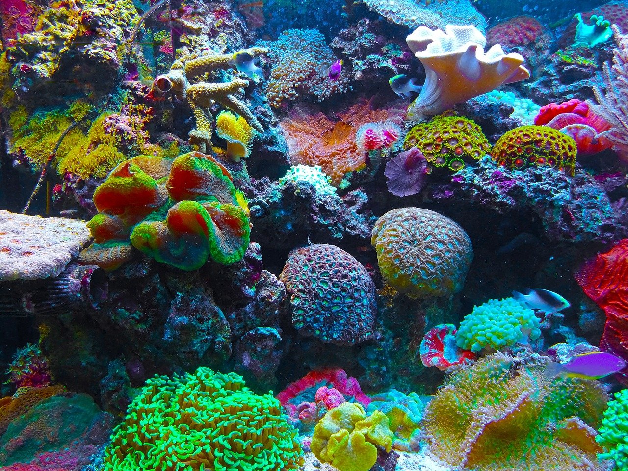 Мезоамериканский коралловый риф