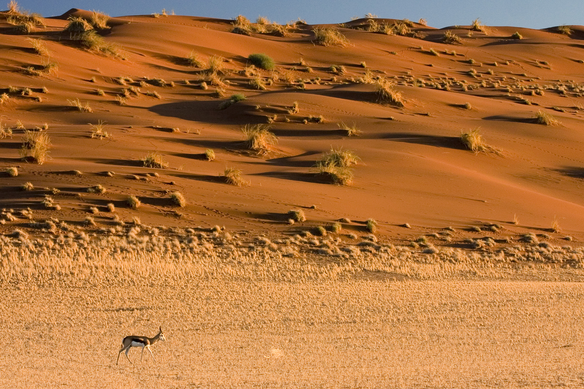 Самая сухая пустыня в африке. Намибия пустыня Намиб. Намиб пустыни Африки. Полупустыня Намиб. Пустыня Нефуд.