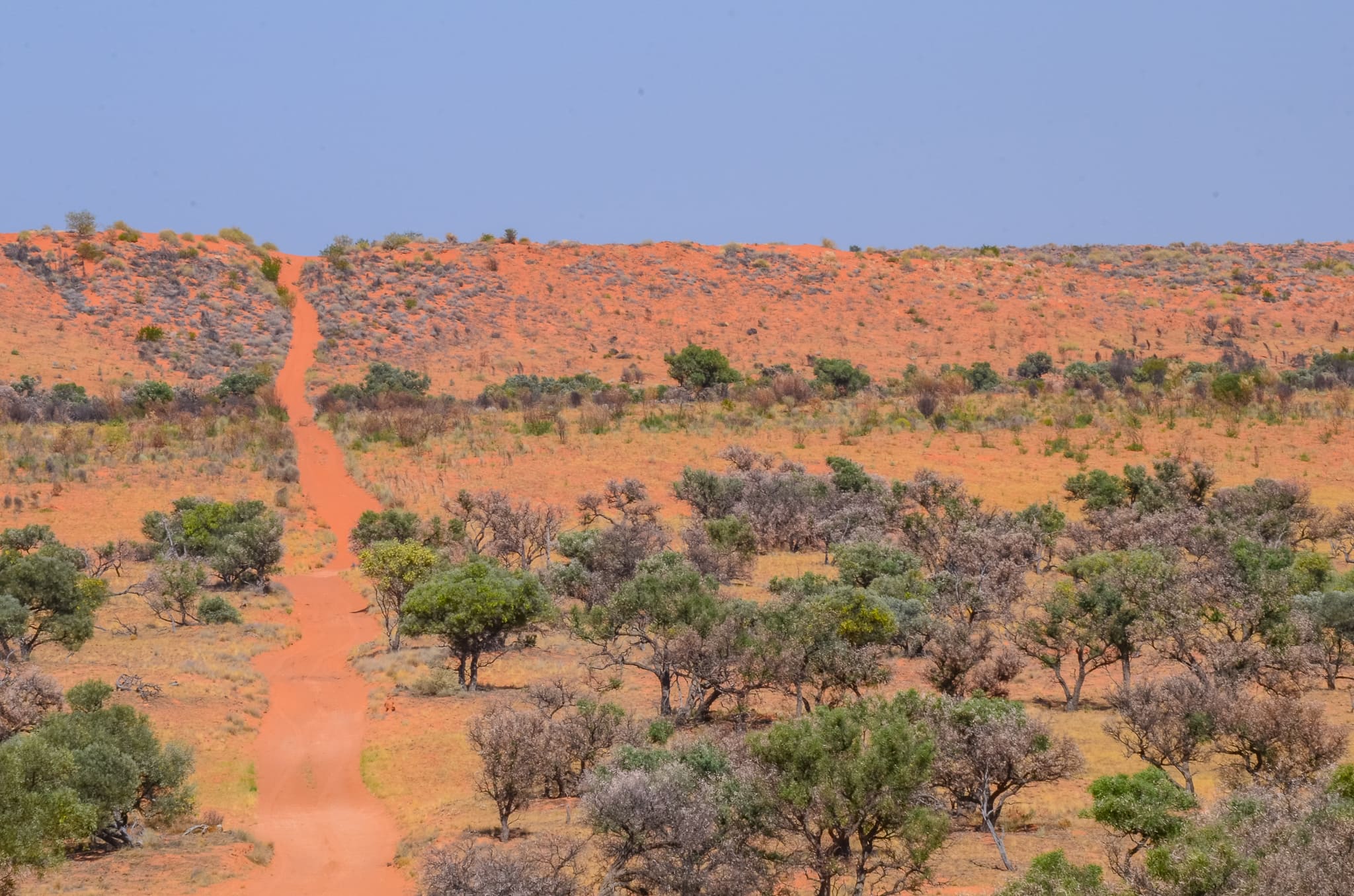 Пустыня гибсона австралия. Национальный парк симпсон Дезерт. Пустыни Австралии Гибсона. Пустыня Гибсон в Австралии.
