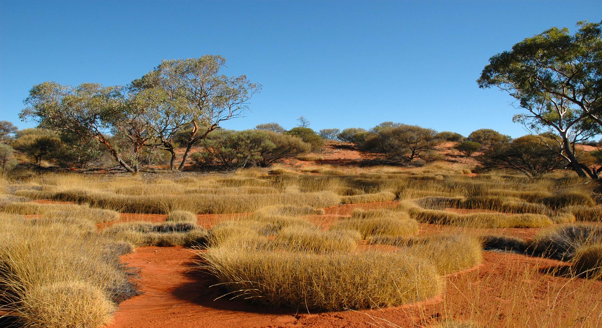 Пустыня гибсона австралия. Спинифекс в Австралии.