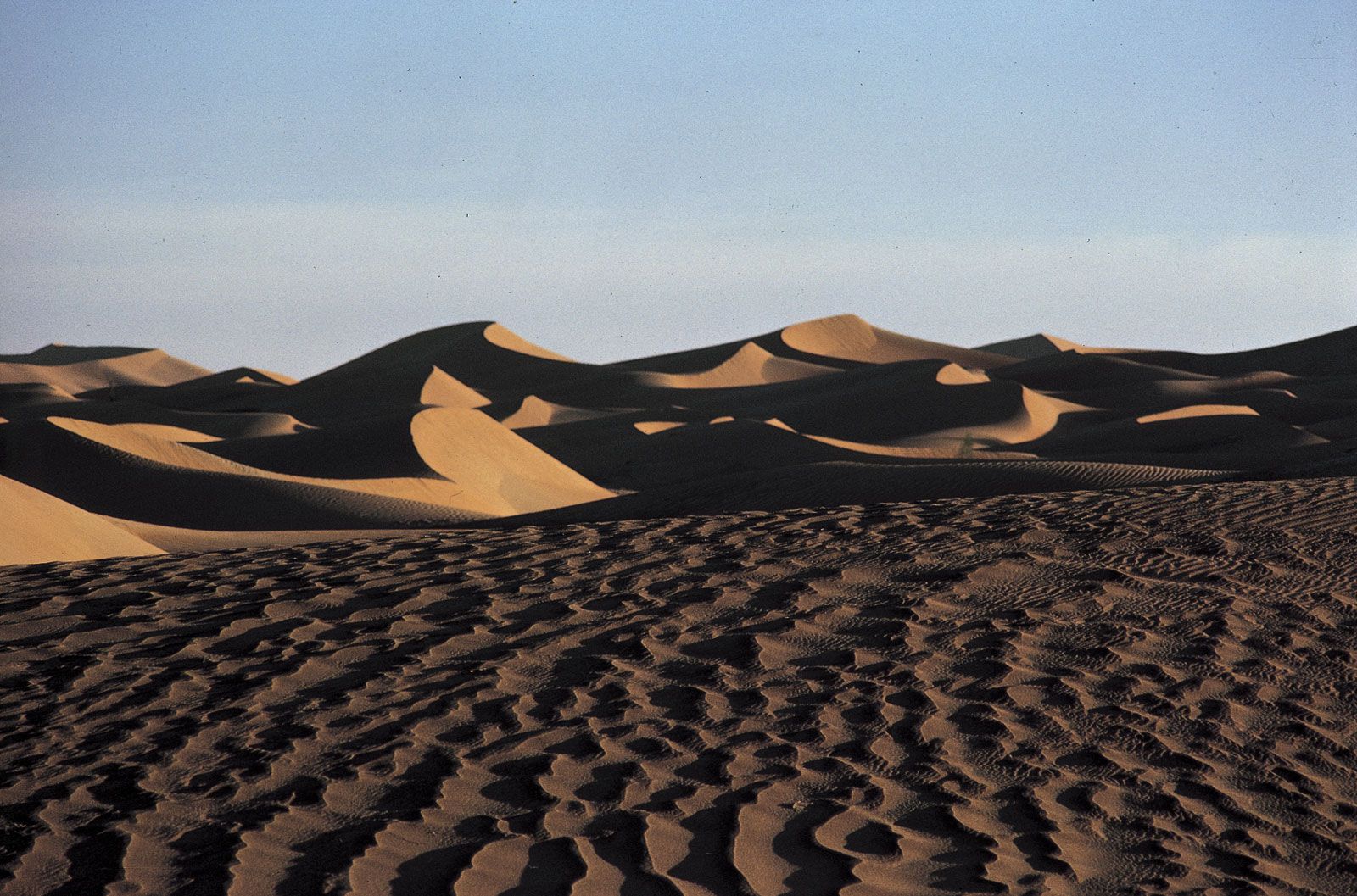 Пустыня руб-Эль-Хали животные