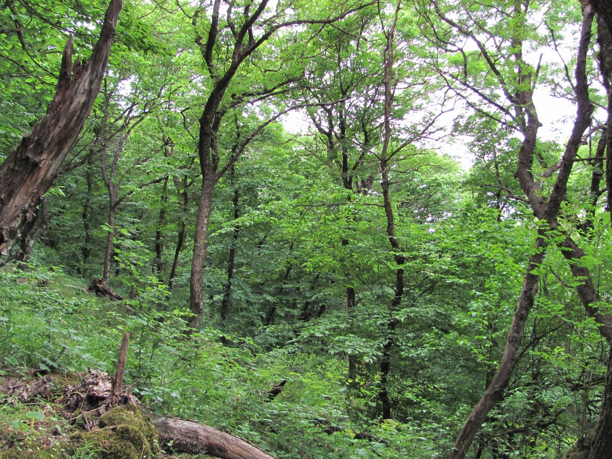 Лесные шишки на горе Тарки Тау