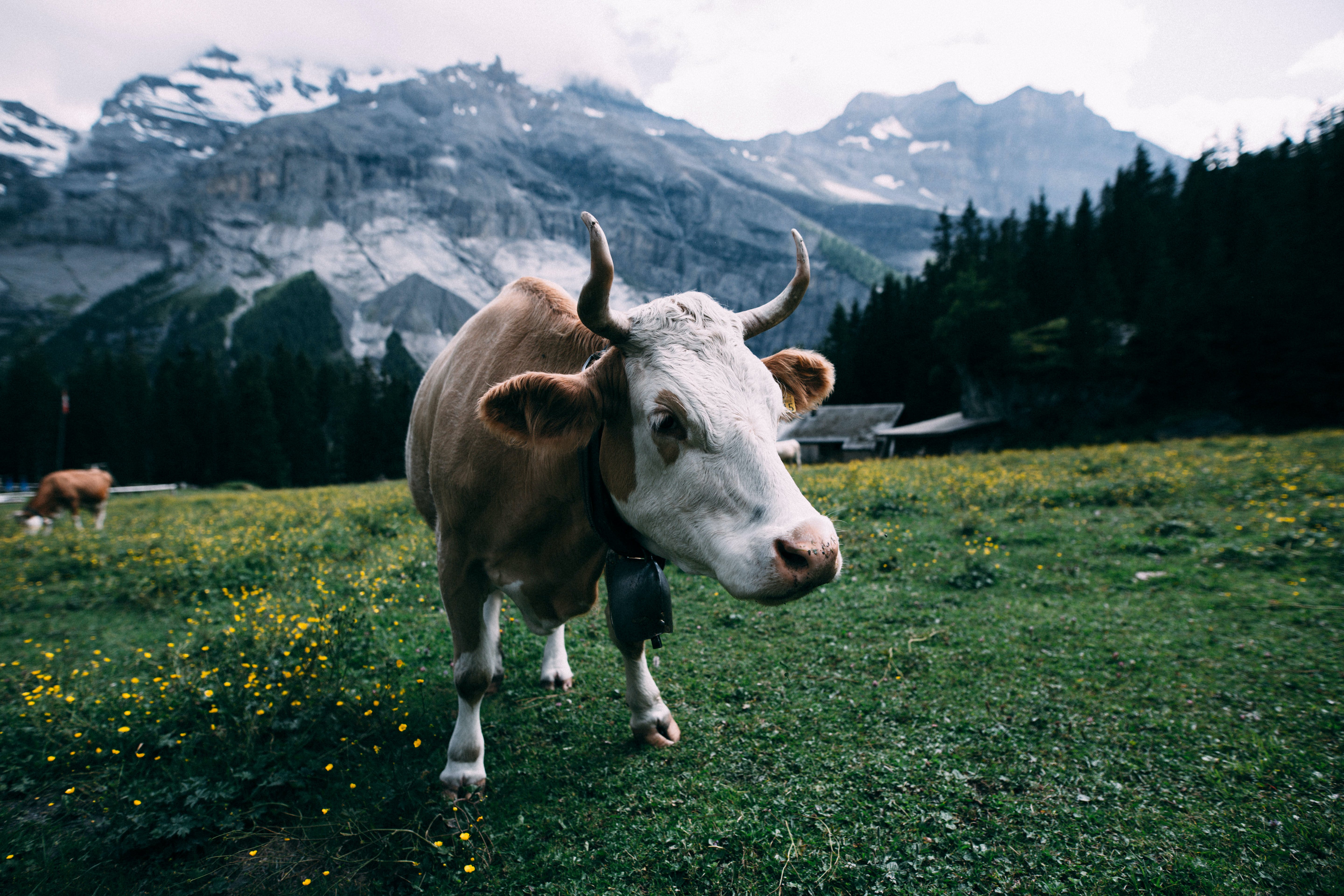 Коровы в Швейцарии