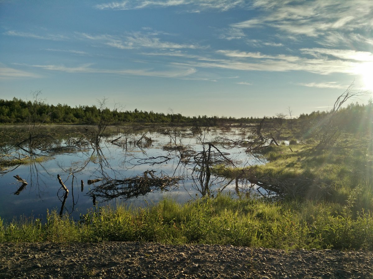 Чернецовское болото