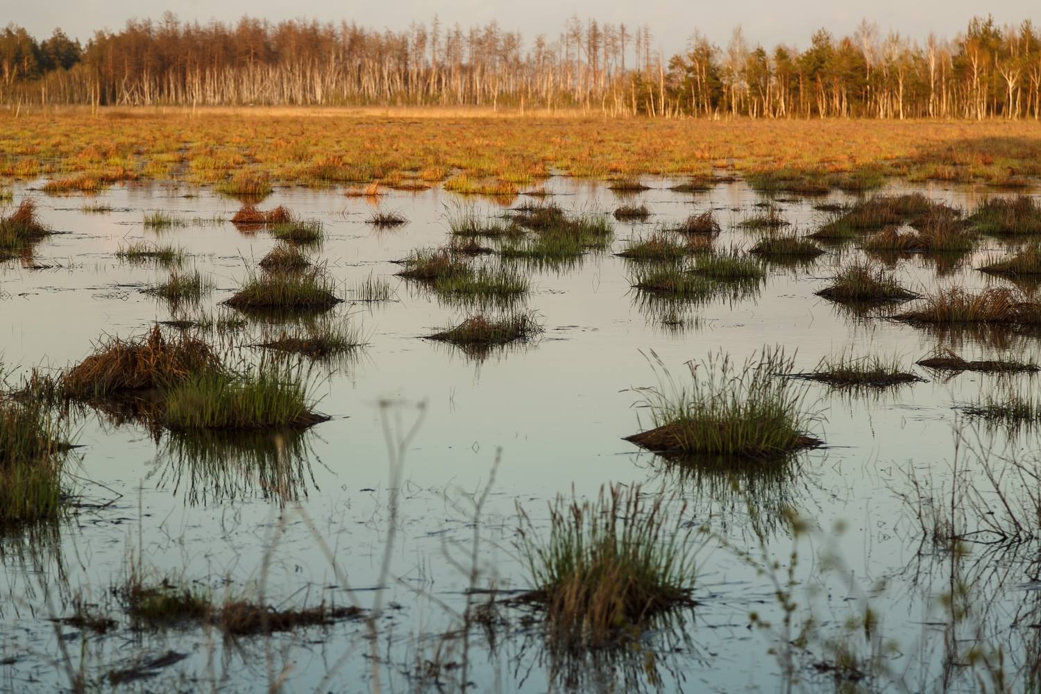 Природное образование болото. Низинные (эвтрофные) болота. Мезотрофное болото Алешкинский лес. Переходные (мезотрофные) болота. Низинные болота болота.