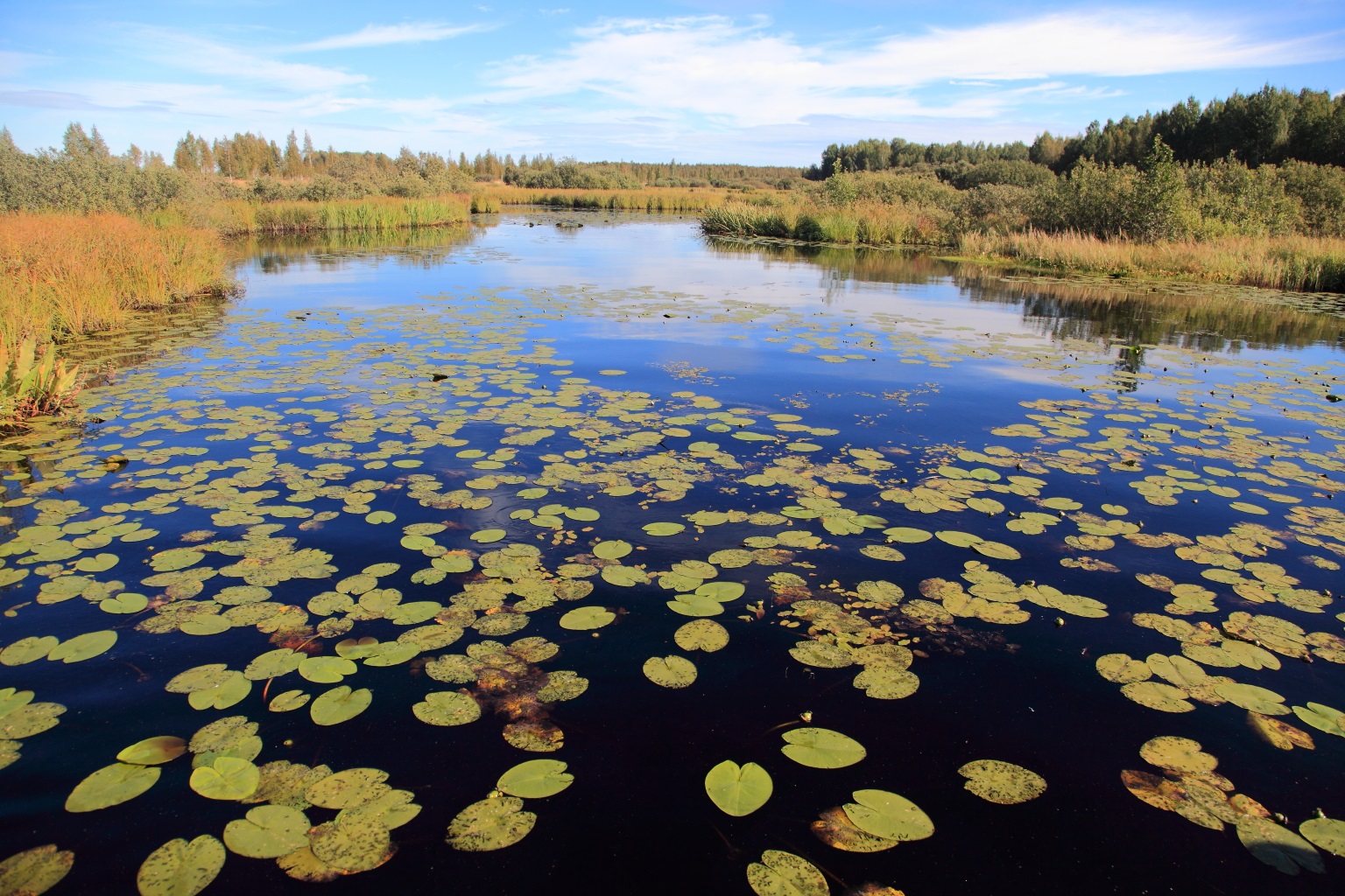 Большие болота Псковская область