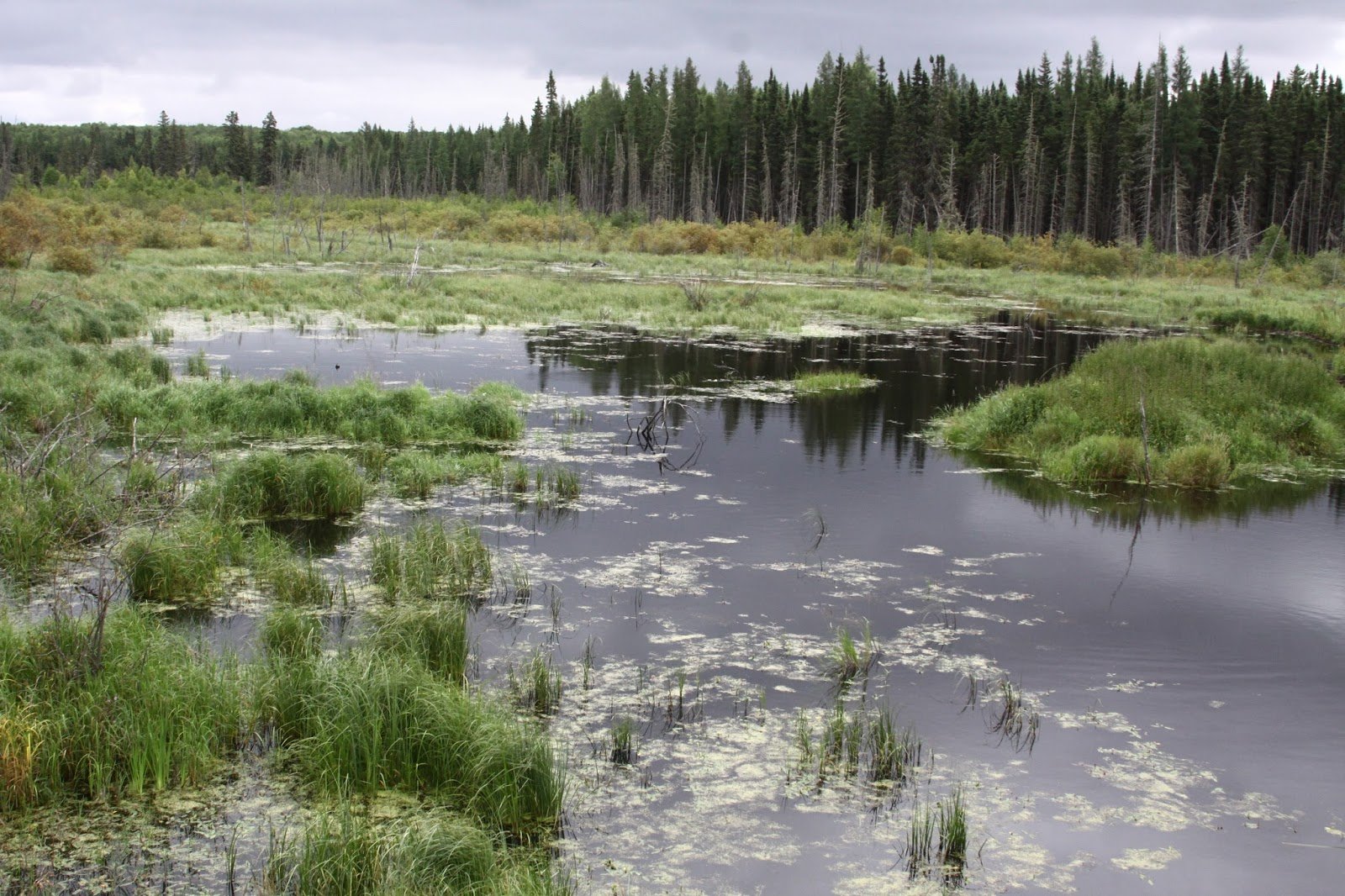 Российские болота. Чертово болото Удмуртия. Таменгонтское болото клюква. Тахтинское болото.