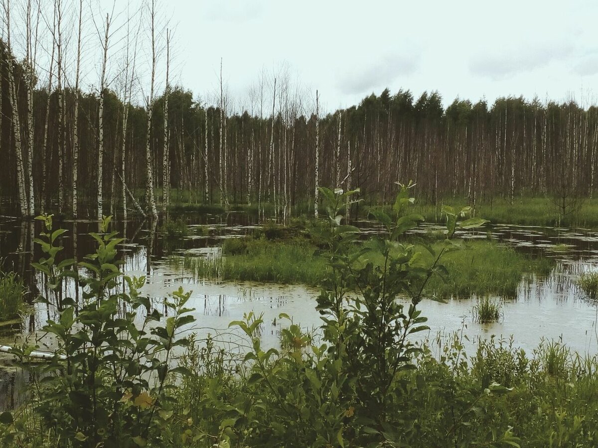 Торфяные болота Вологодской области