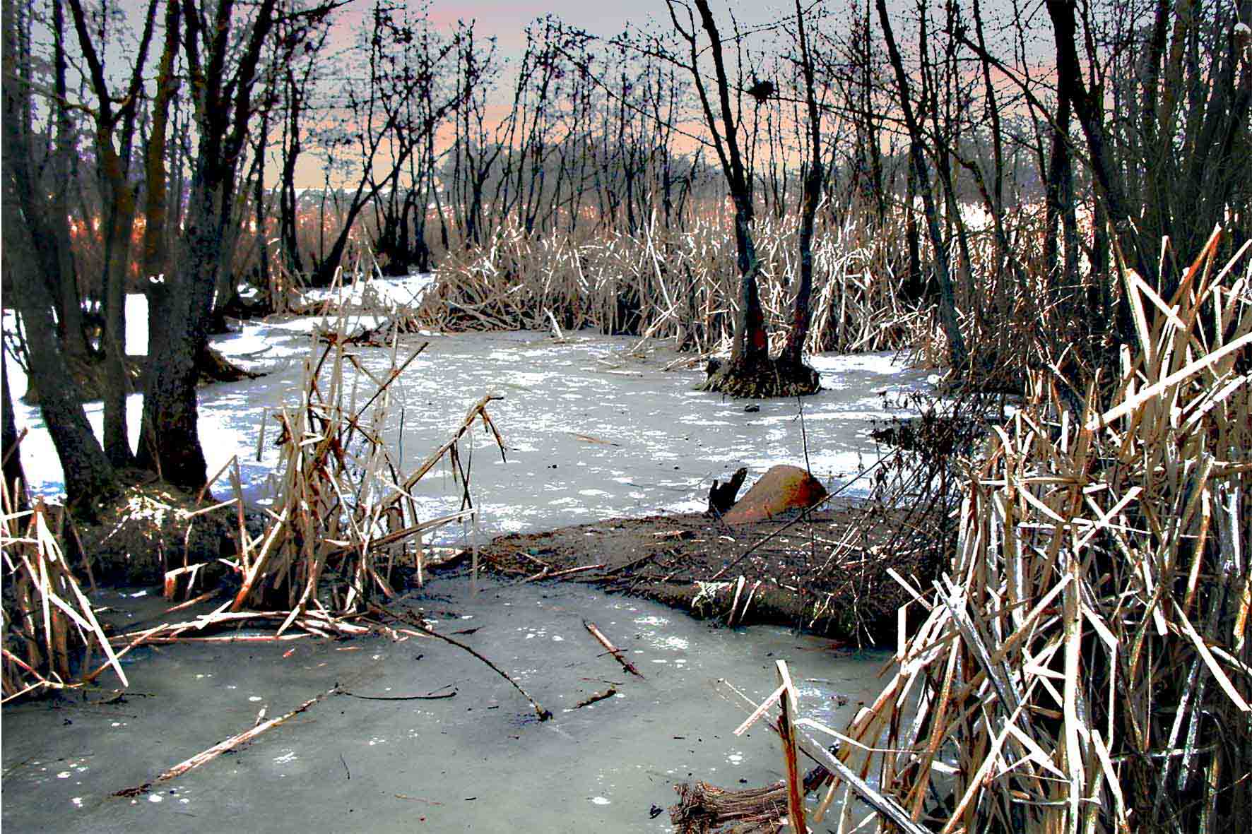 Болотная зима. Зимнее болото. Припятские болота зимой. Ковровое болото. Зима на болоте.