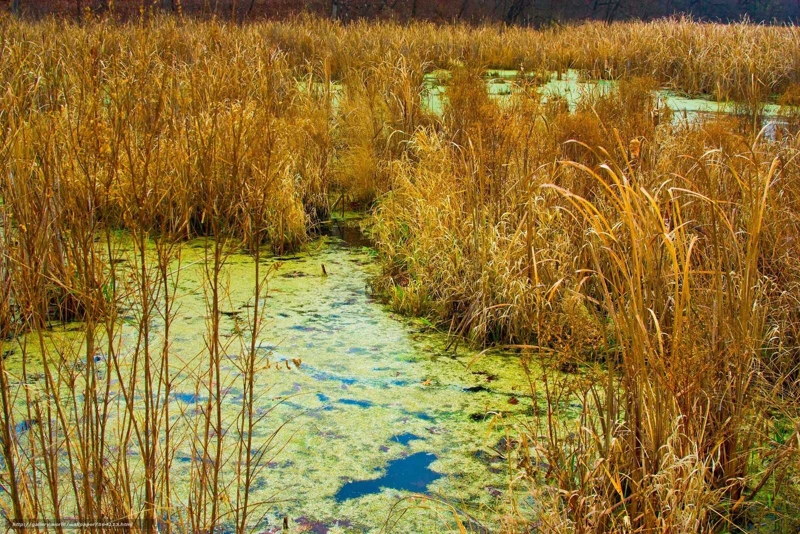 Травяное болото