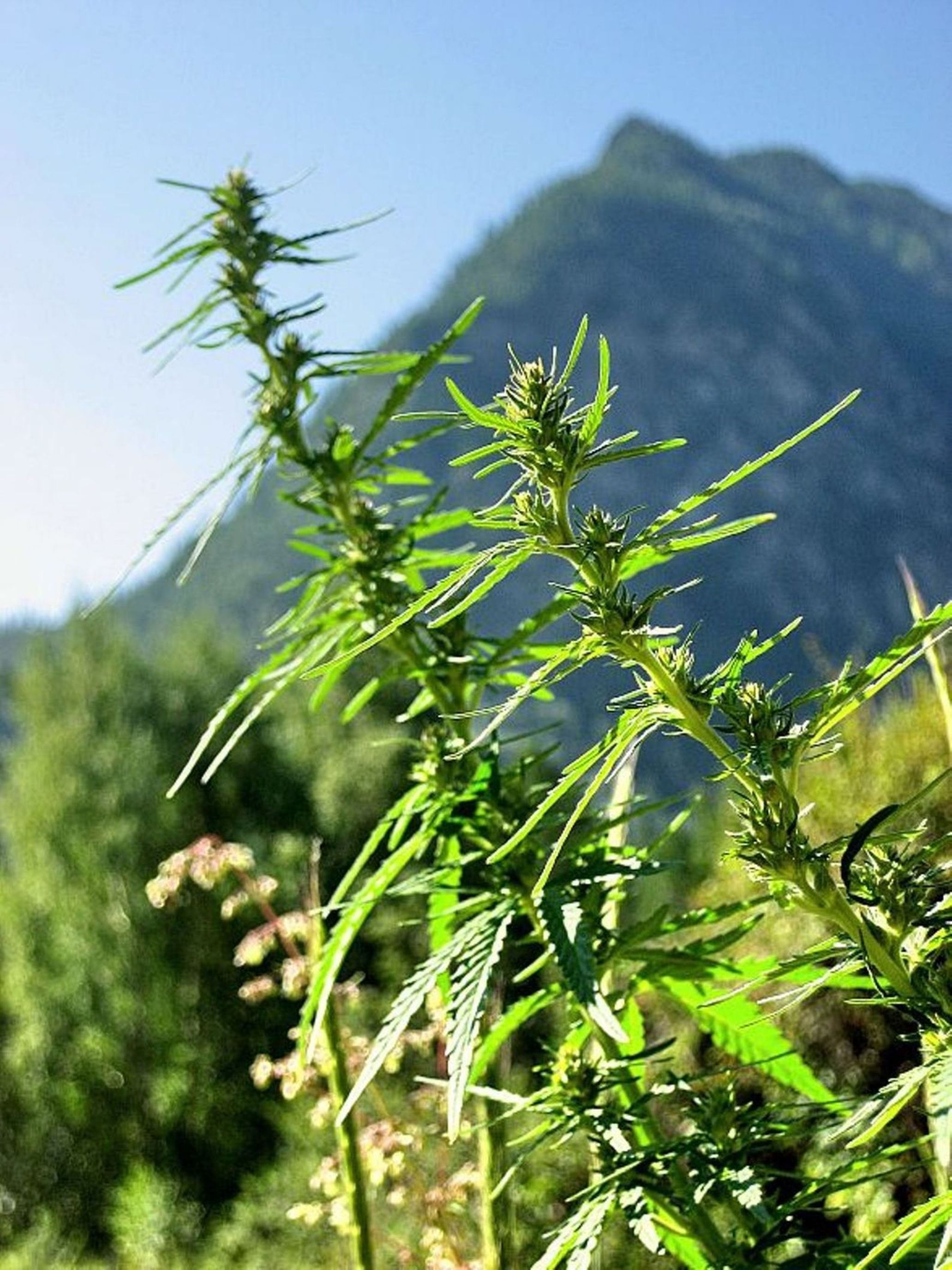Марихуана в чуйской долине марихуана снижает давления