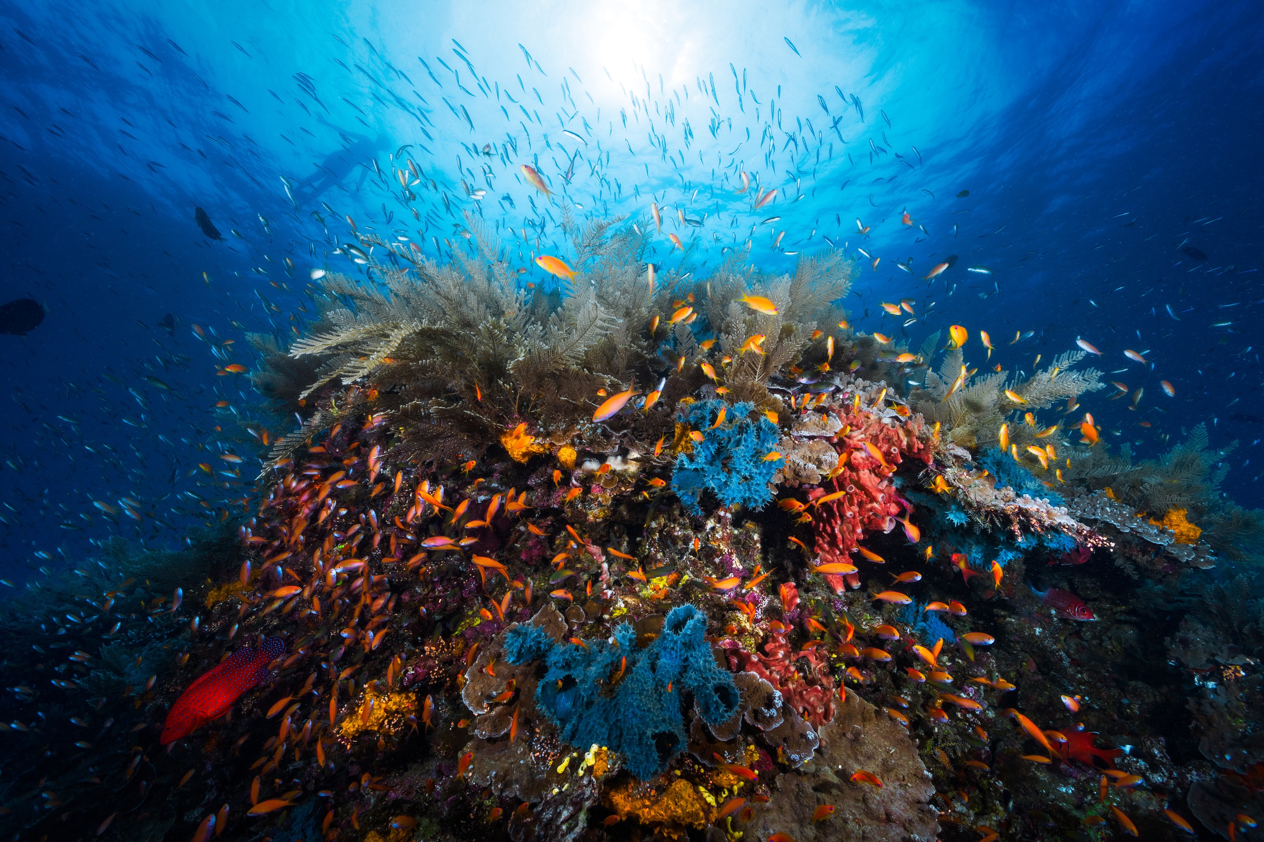 Примеры мирового океана. Подводный мир океана коралловый риф. Коралловые рифы Монерон. Океанское дно. Океан под водой.