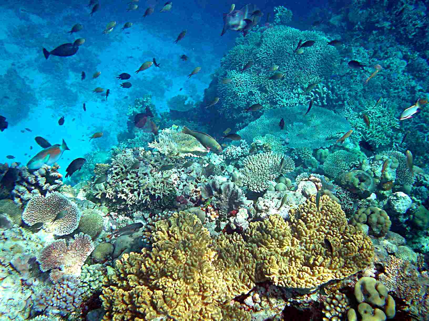 Разнообразие живых организмов в океане. Рифы Тихого океана. Барьерный риф в тихом океане. Атлантический океан коралловый риф. Коралловые рифы Тихого океана.
