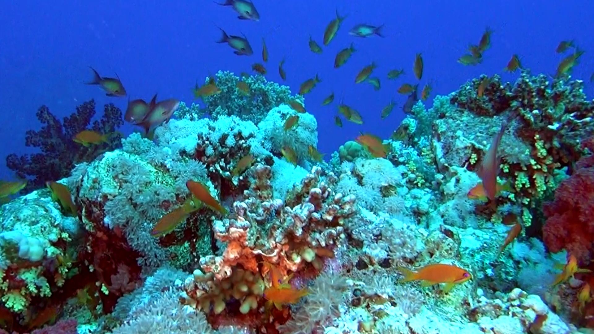 Сафага рифы
