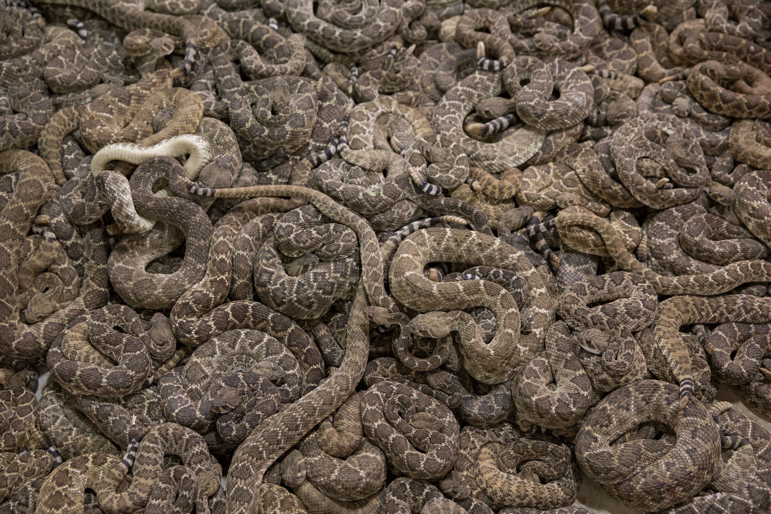 Кеймада гранди остров ядовитых змей фото