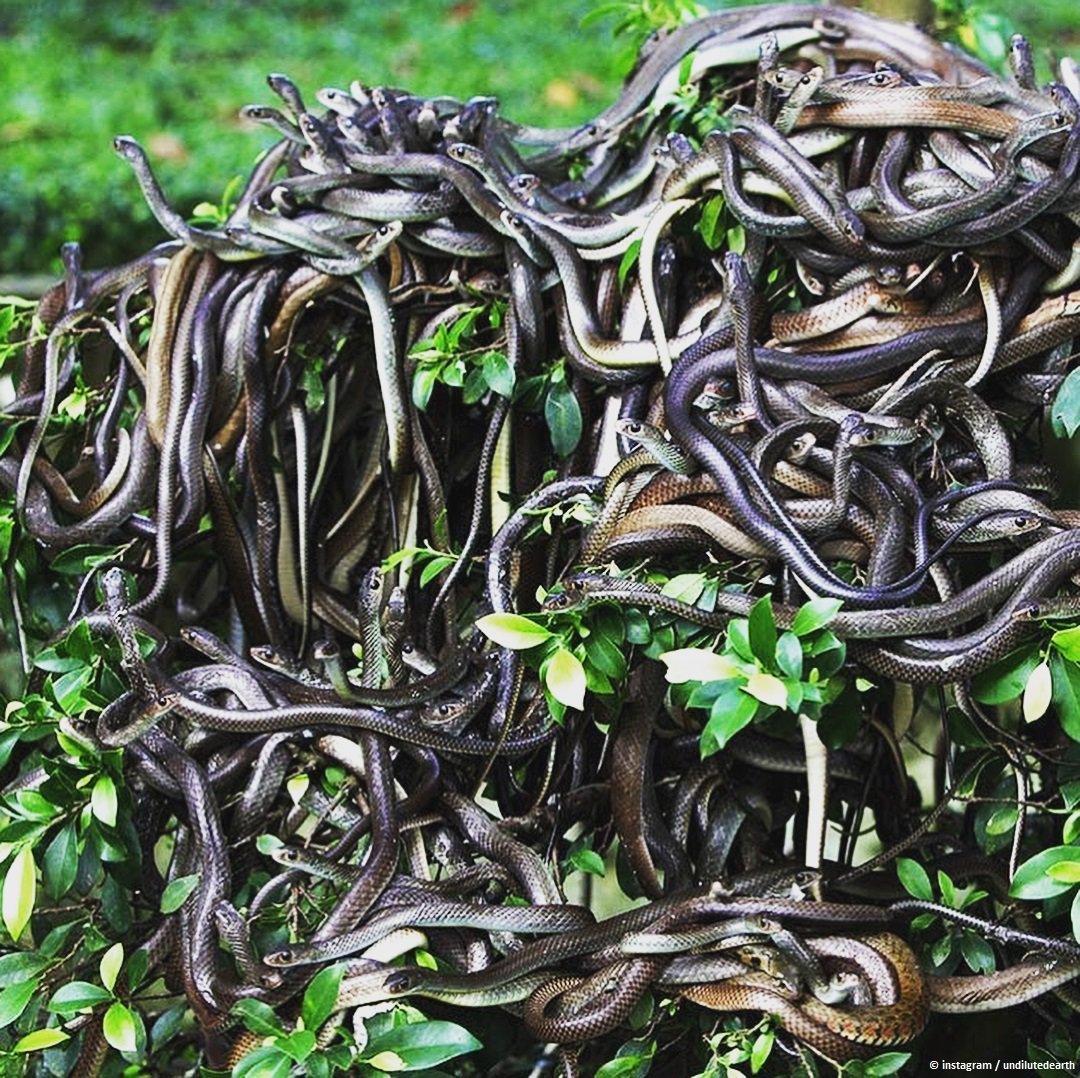 Кеймада-Гранди остров ядовитых змей