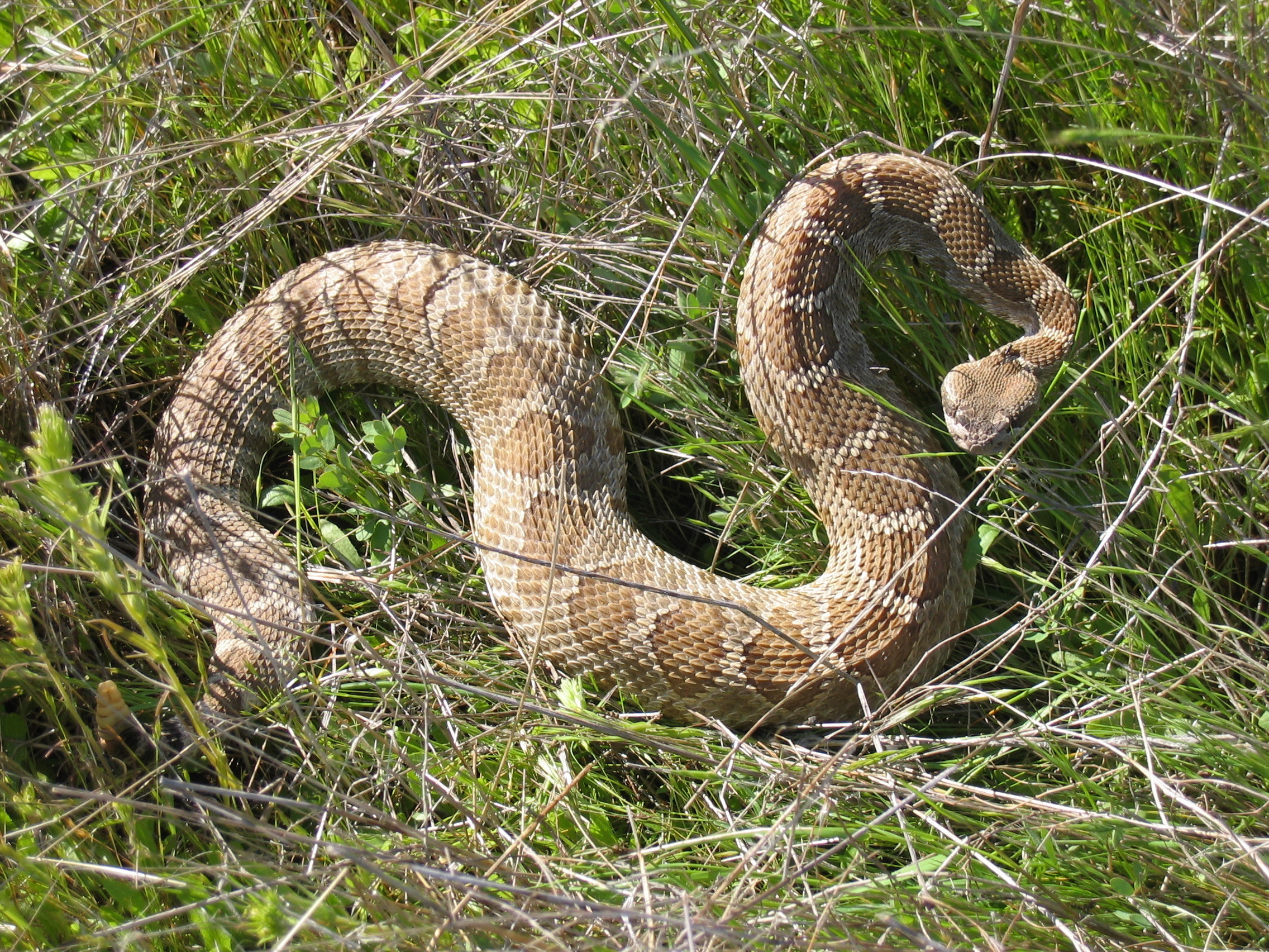 King Snake Rattlesnake